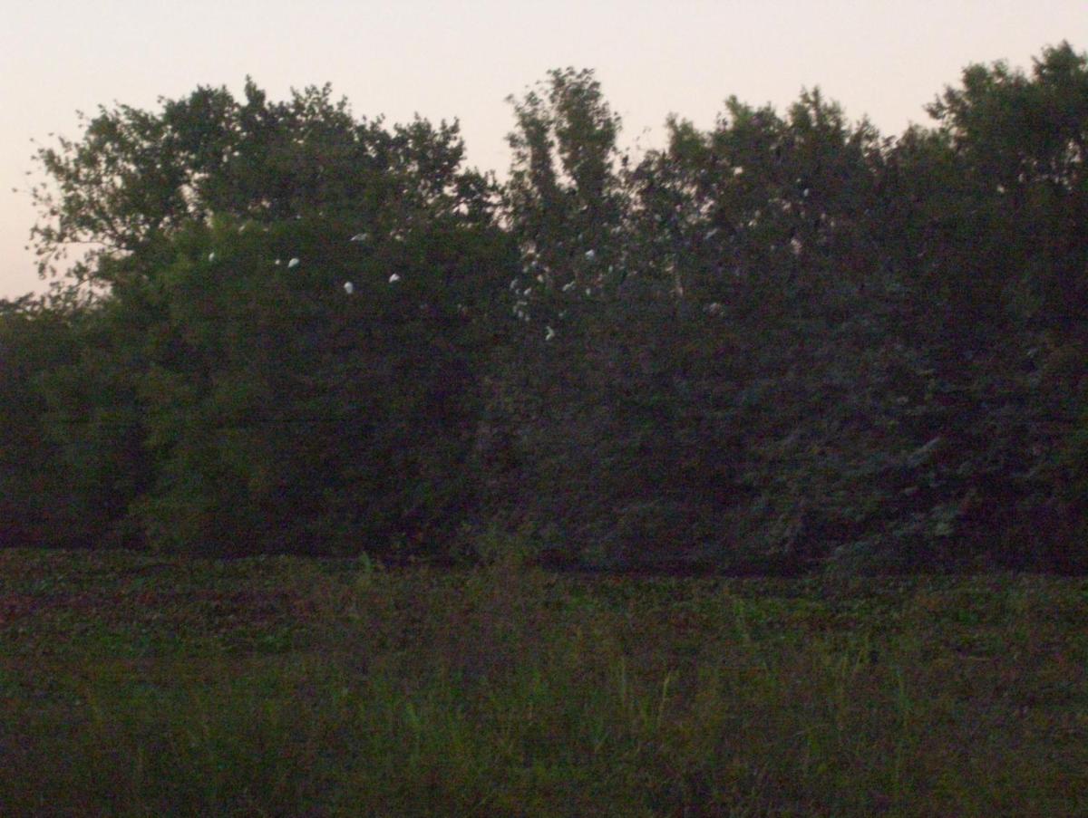 Photo 75