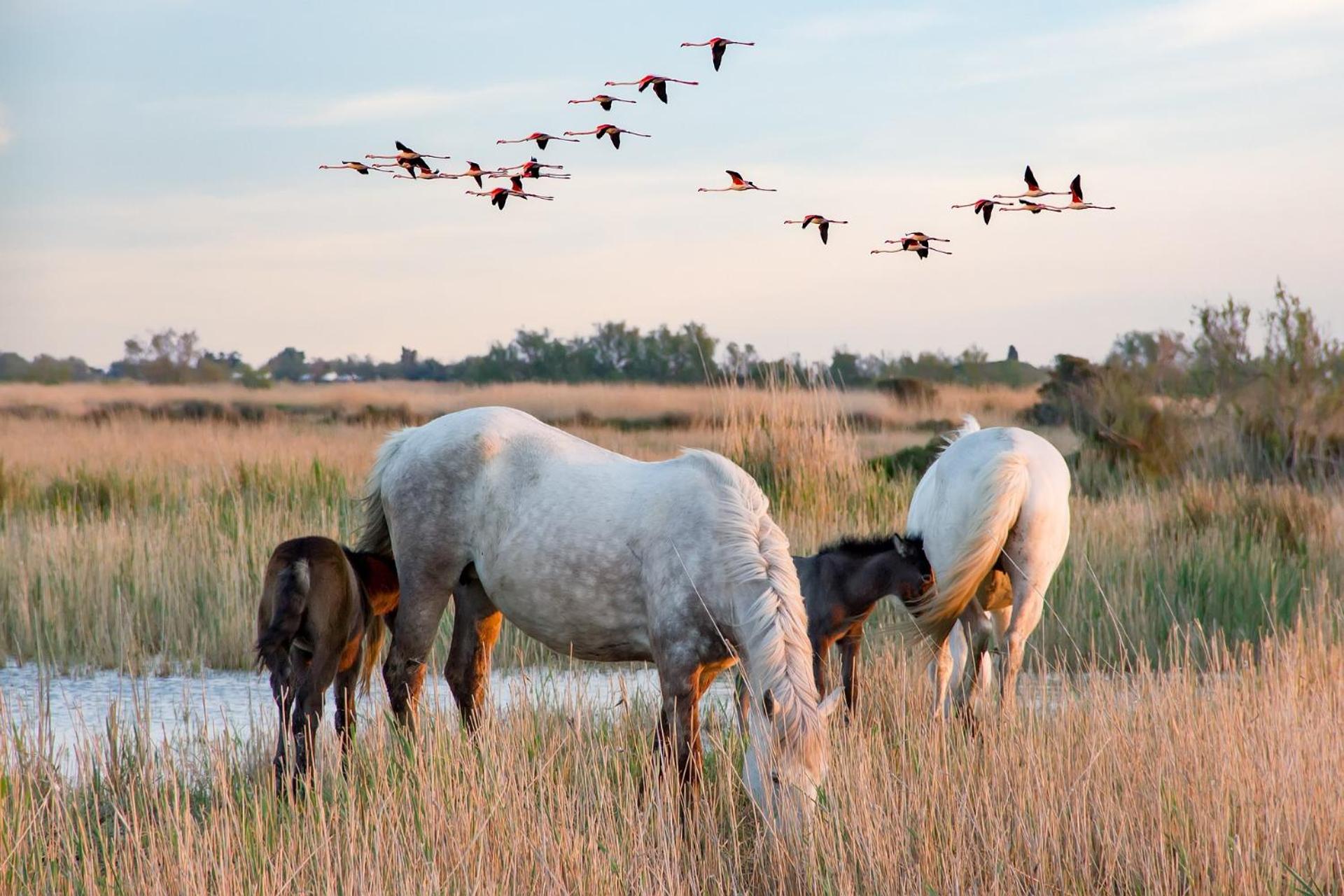 La Villa du Sud, Arles Camargue