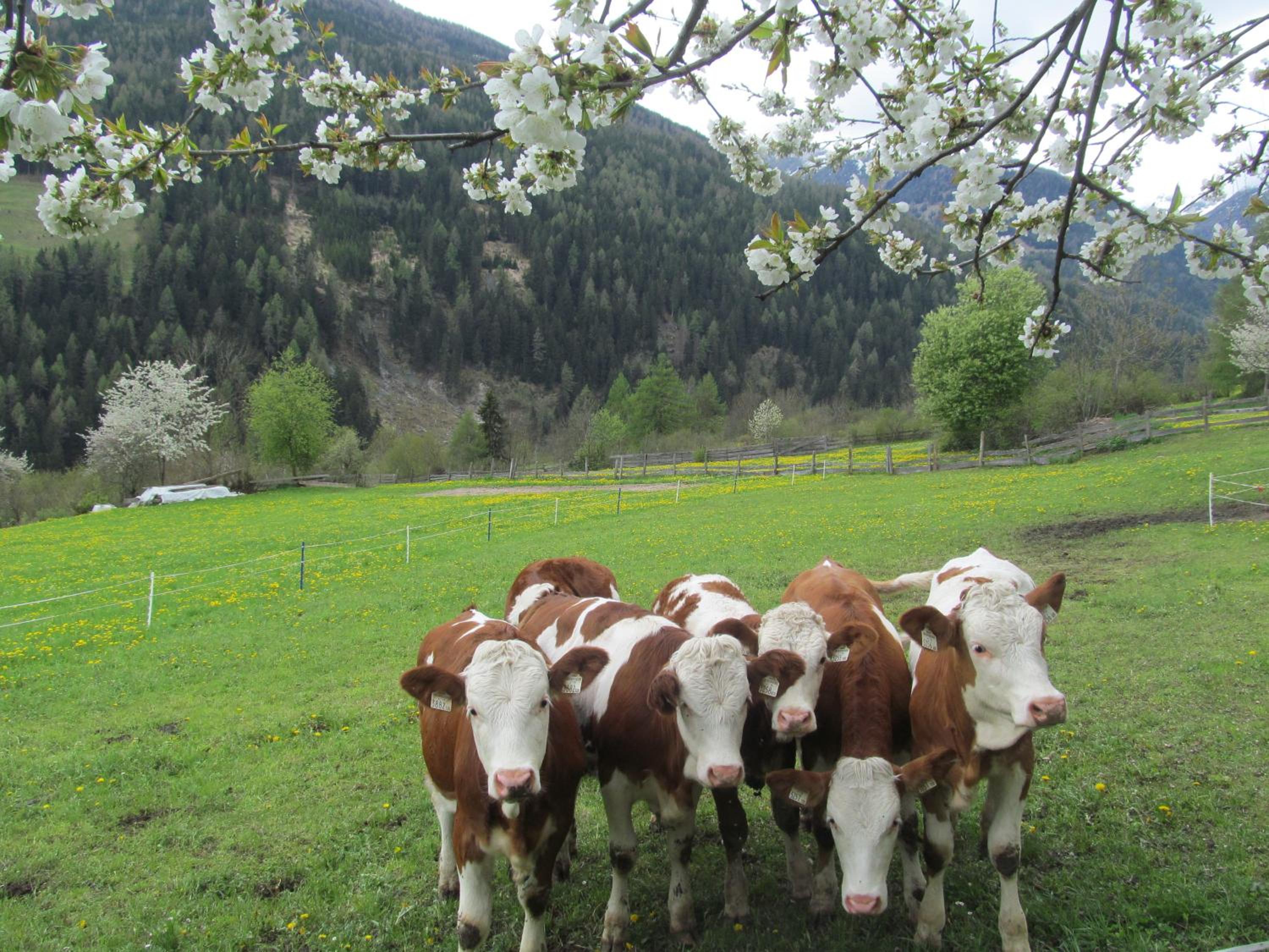 Klampererhof