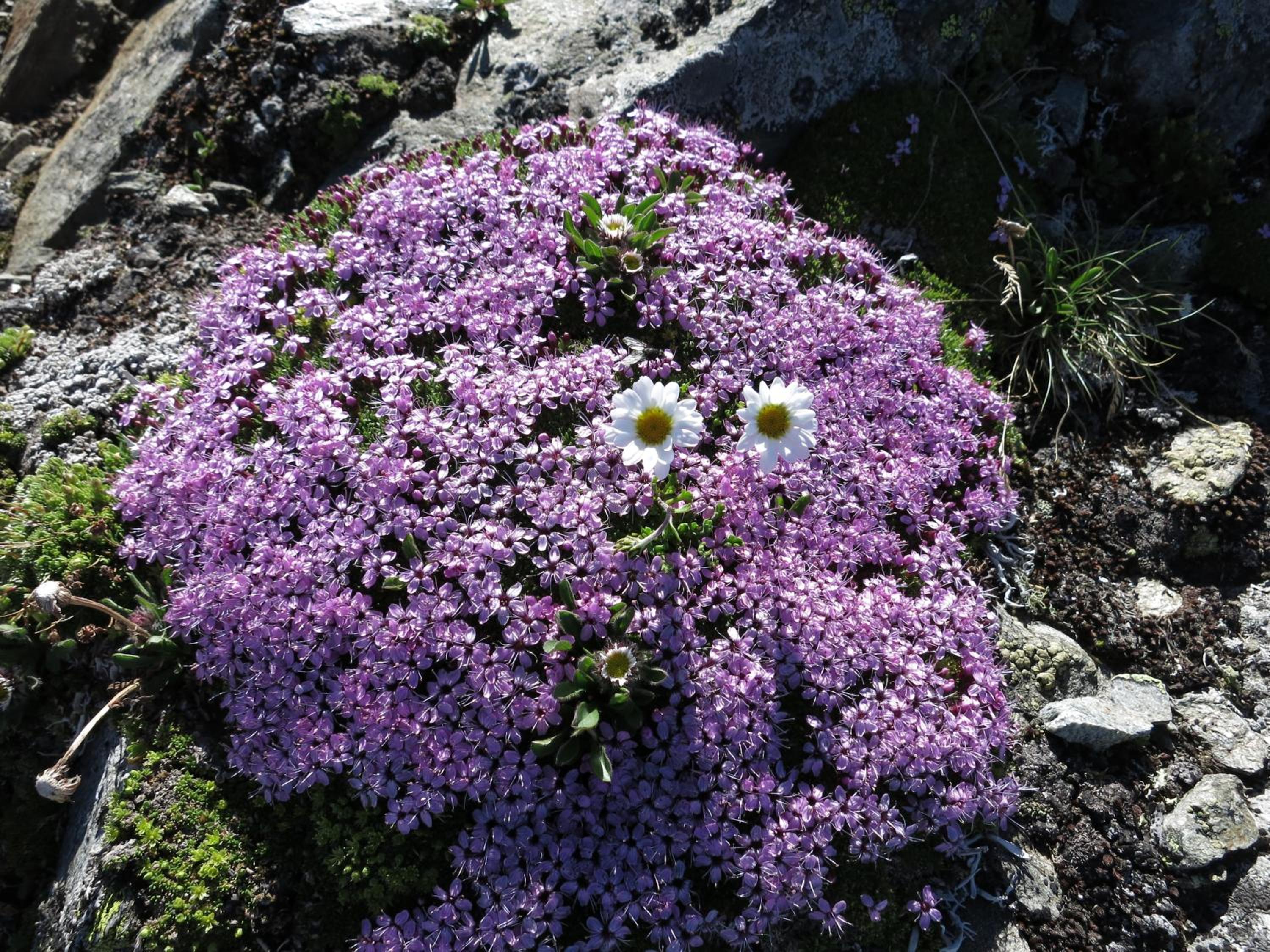 Klampererhof