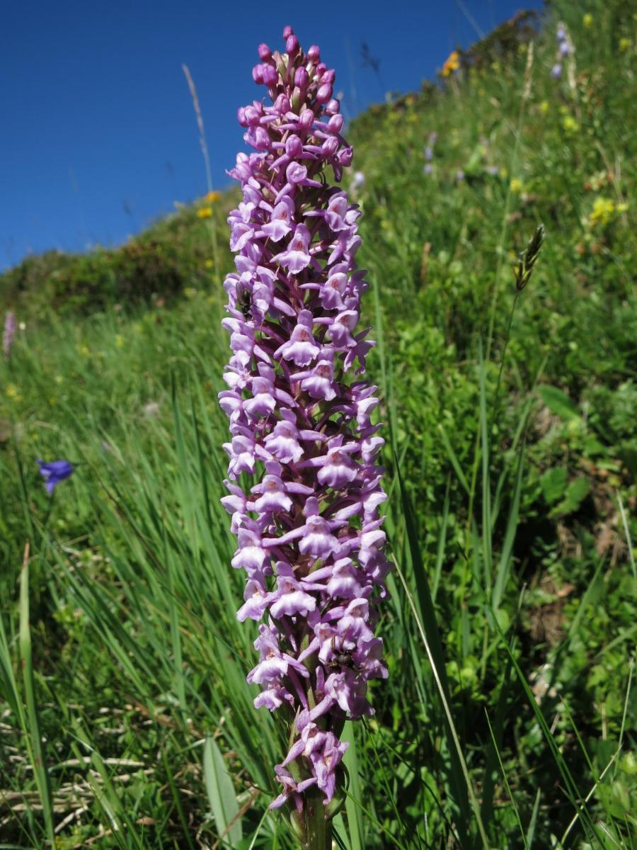 Klampererhof