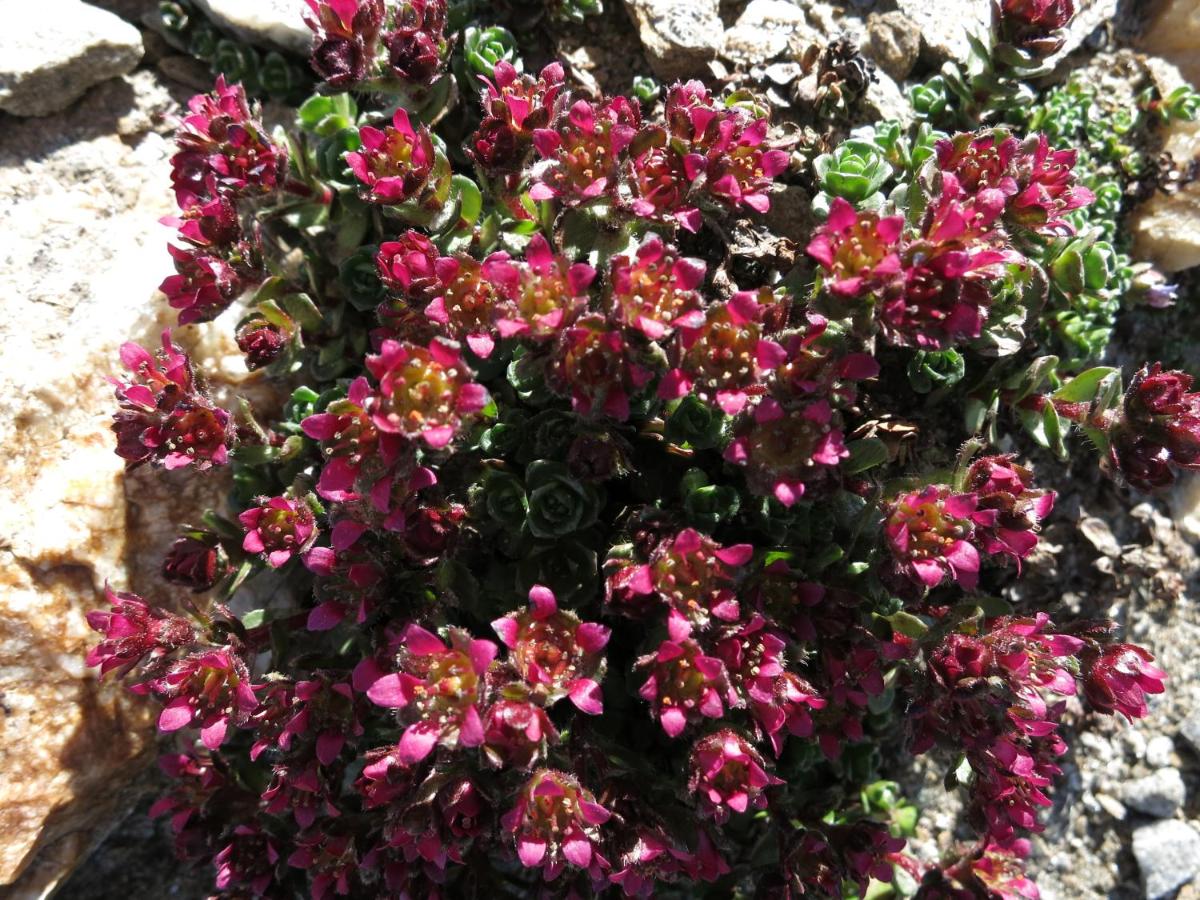 Klampererhof