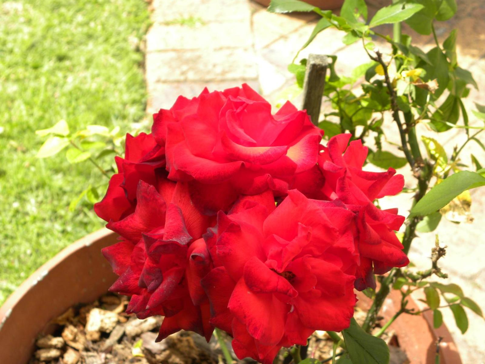 Applegarth B&B and Self-Catering Studios