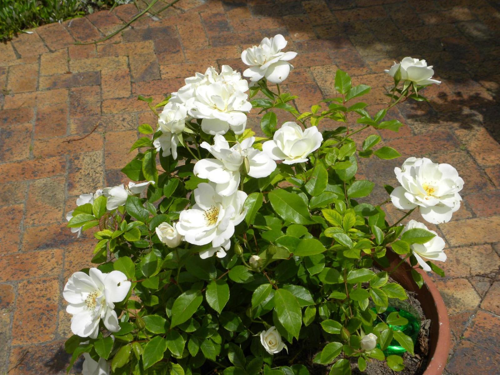 Applegarth B&B and Self-Catering Studios