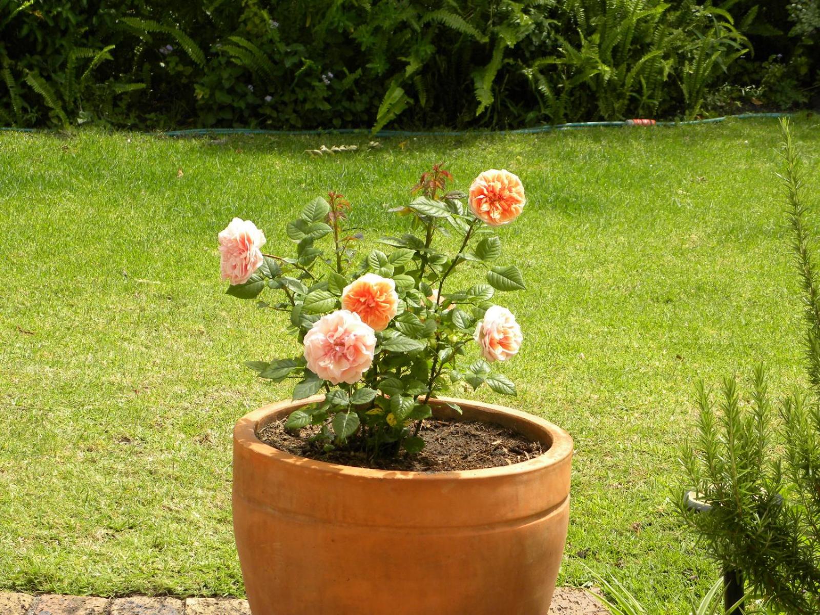 Applegarth B&B and Self-Catering Studios