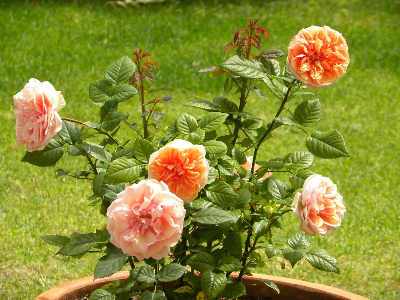 Applegarth B&B and Self-Catering Studios
