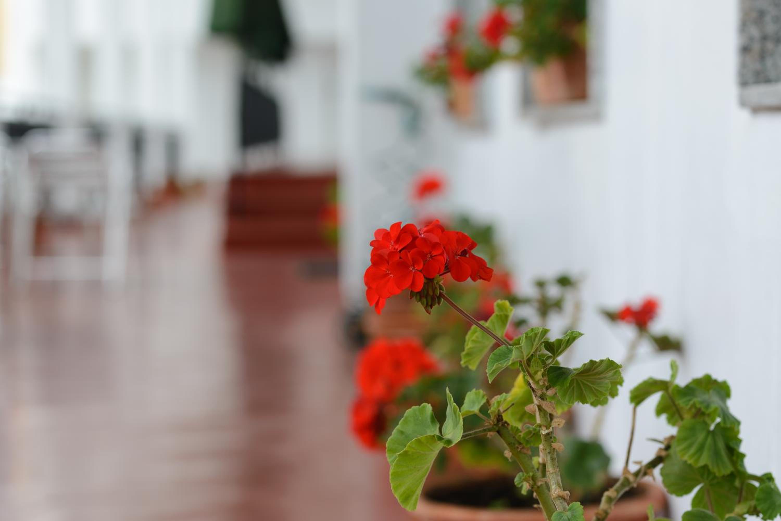 Hotel La Terraza, photo 87