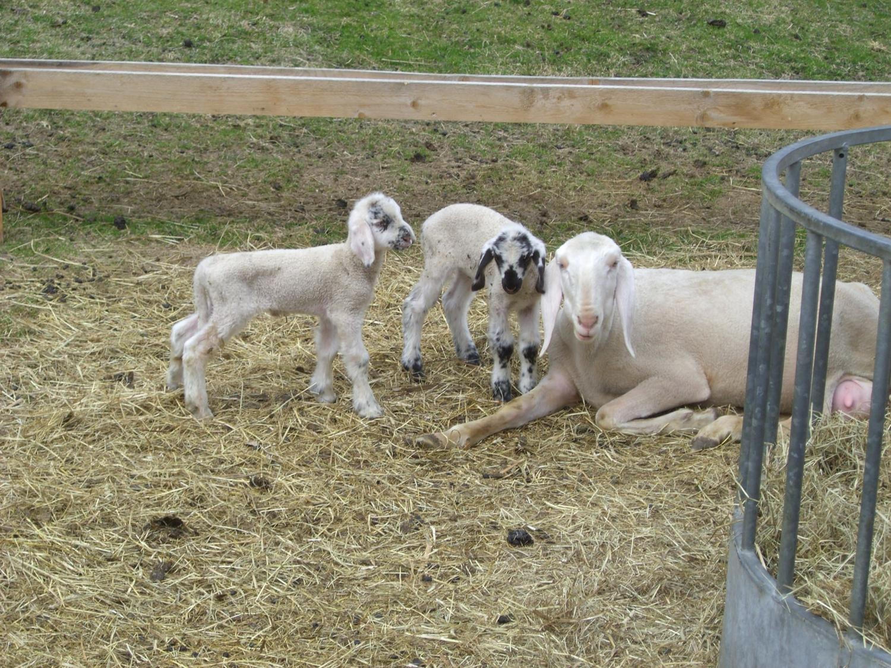 Ferienwohnungen Niederarnigerhof Familie Bauernfeind