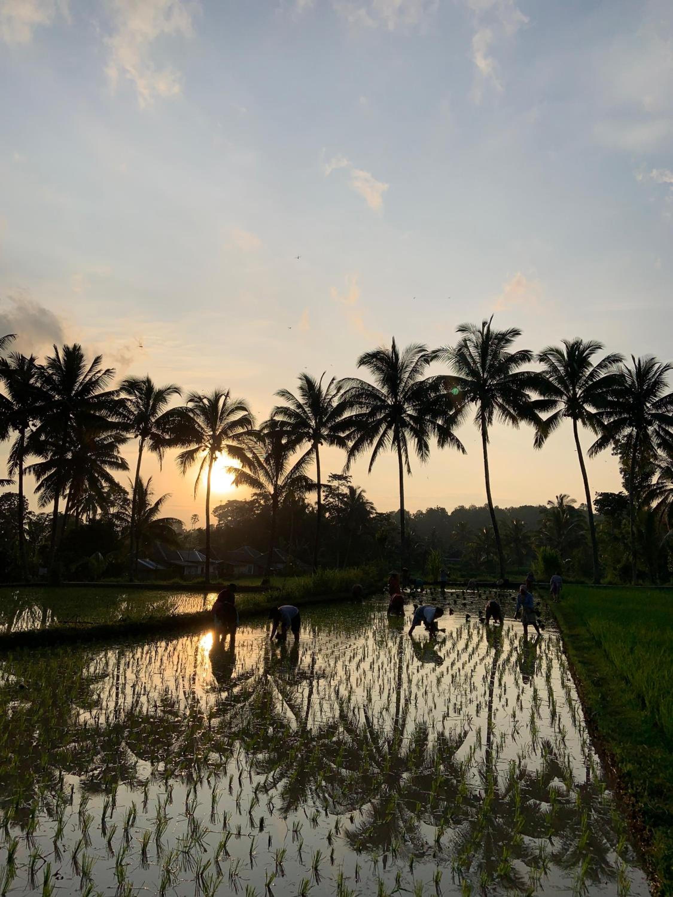 Tetebatu Rice field bliss