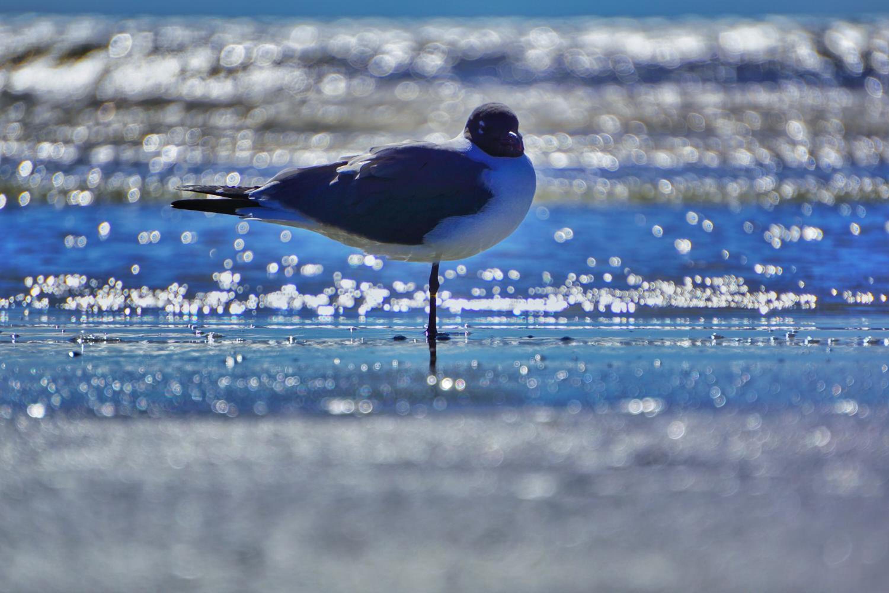 Four Seasons on the Gulf