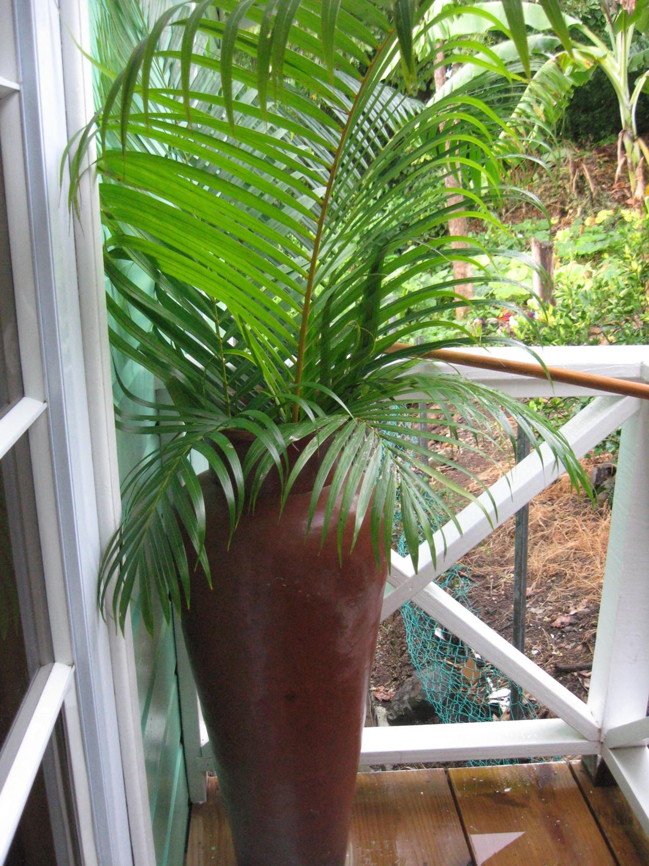Palm Cottage photo 15 of 57