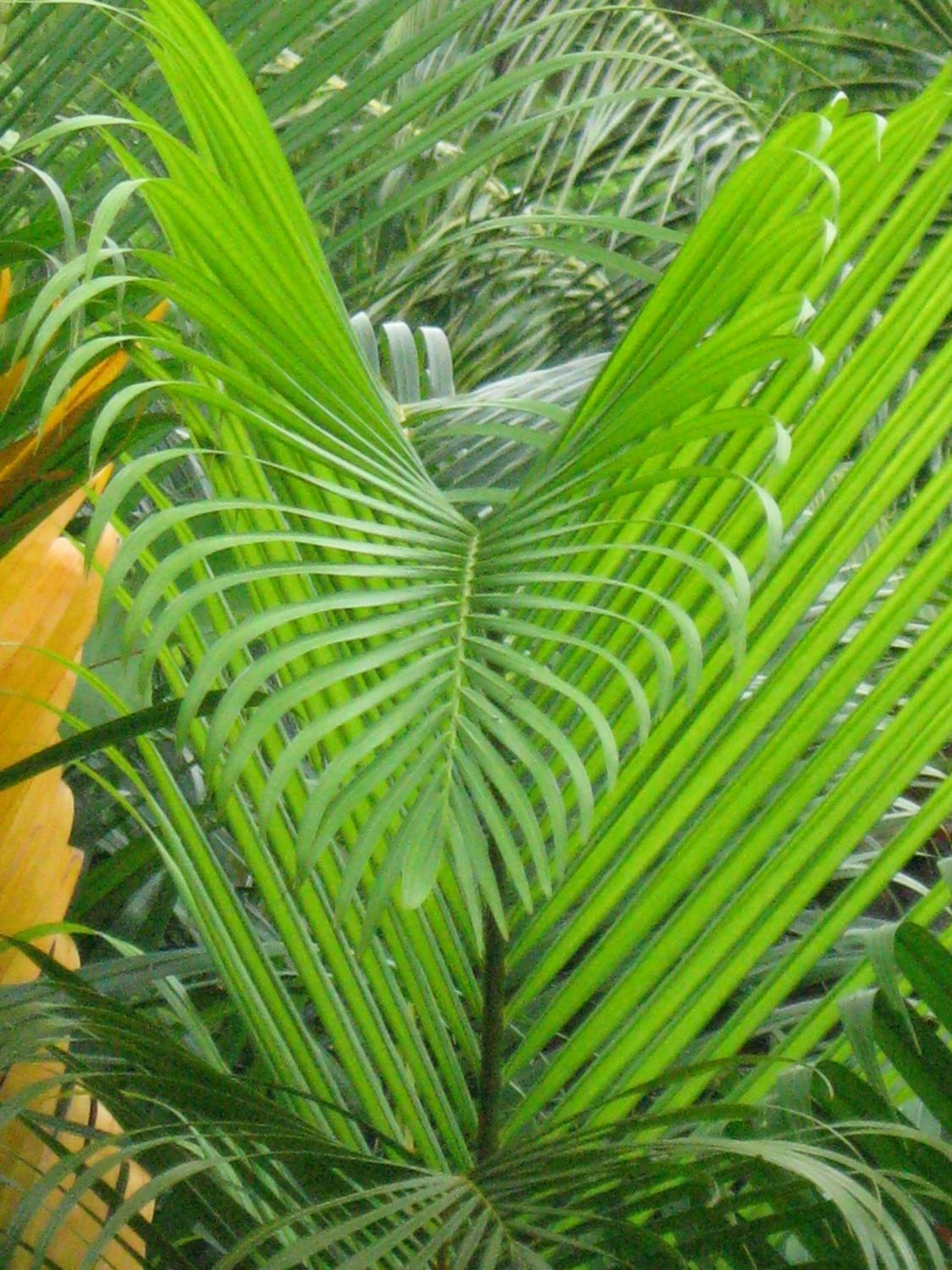 Palm Cottage photo 57 of 57