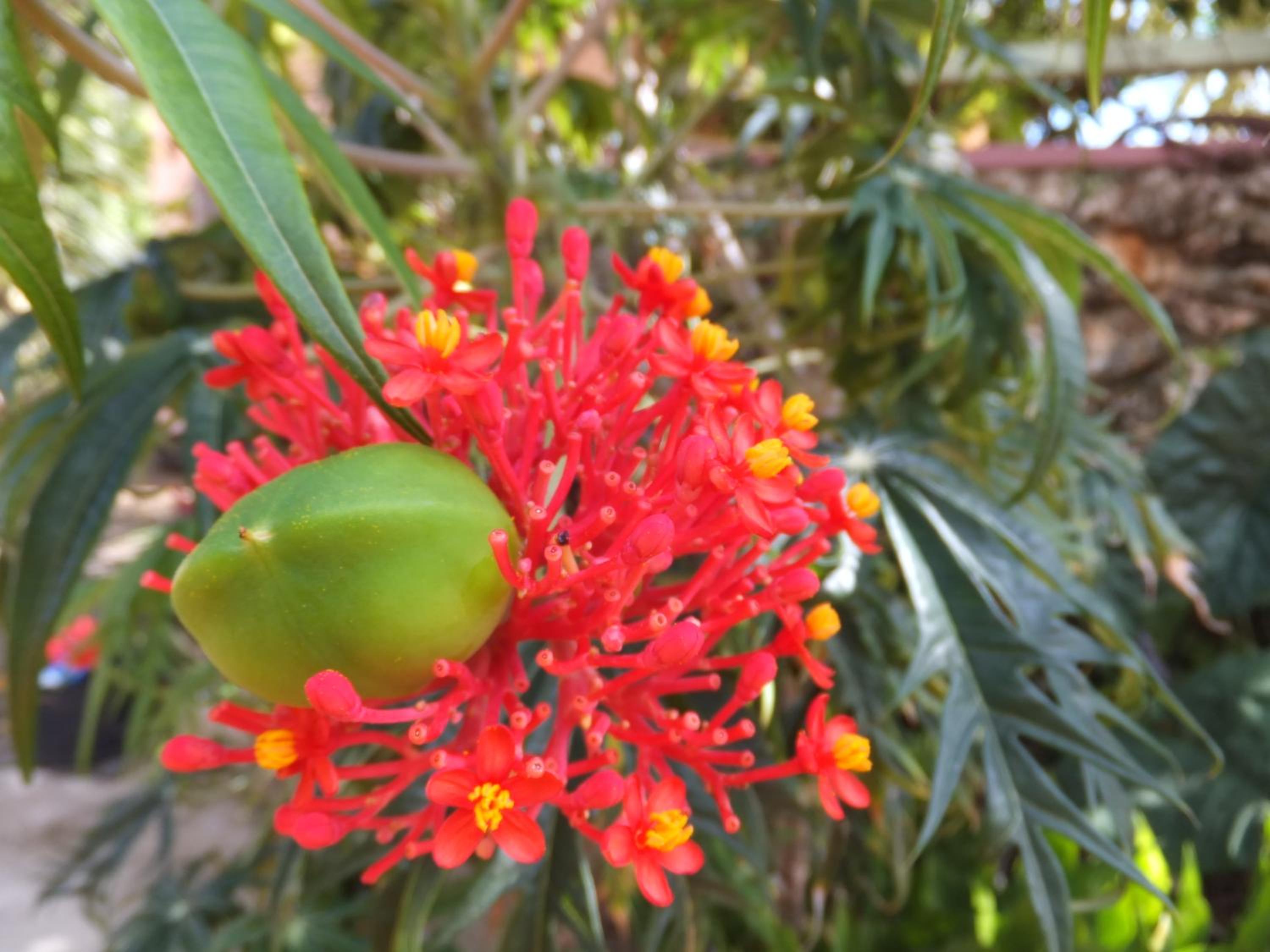 Pimento Lodge Resort