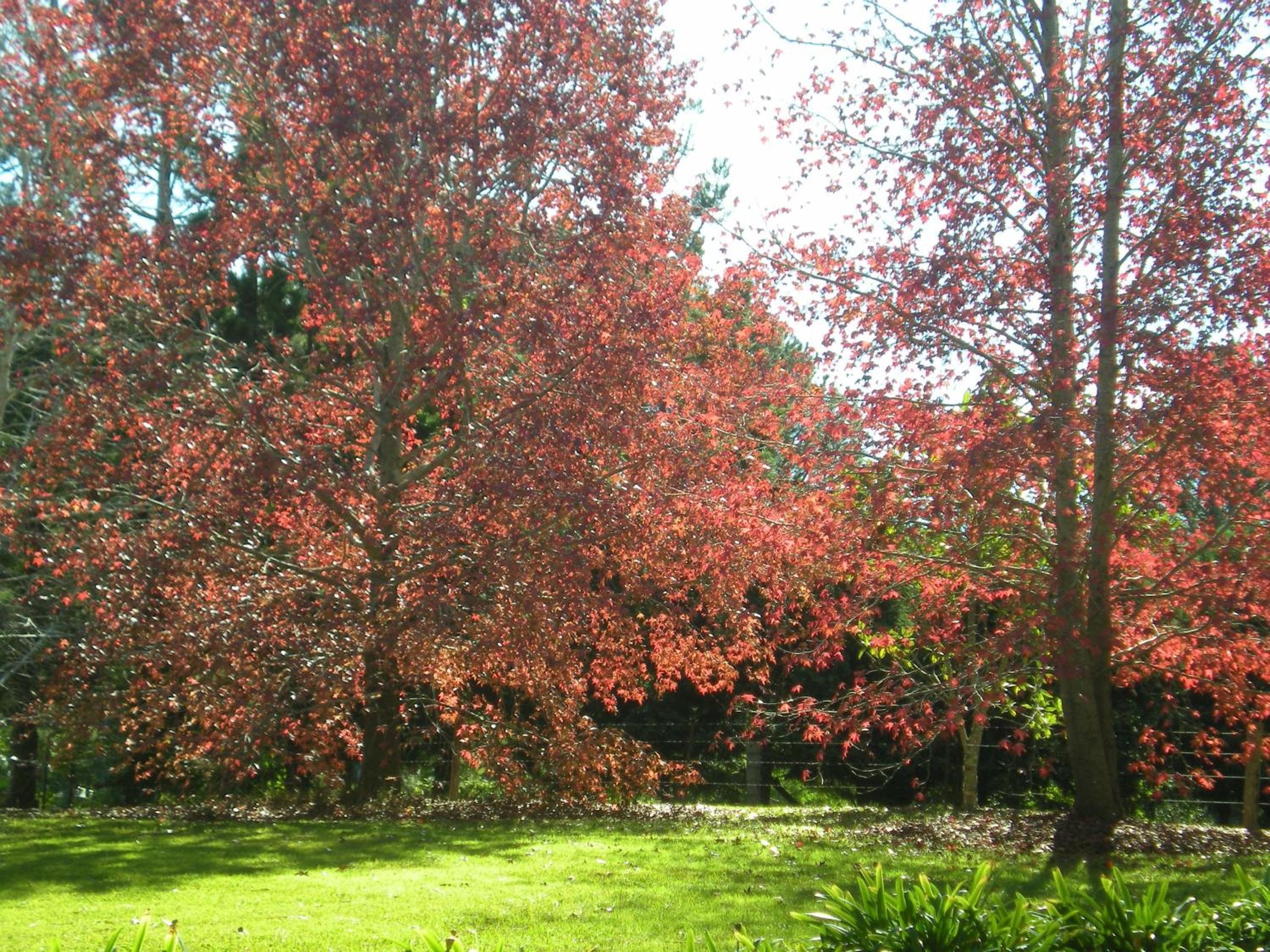 Montville Country Cabins
