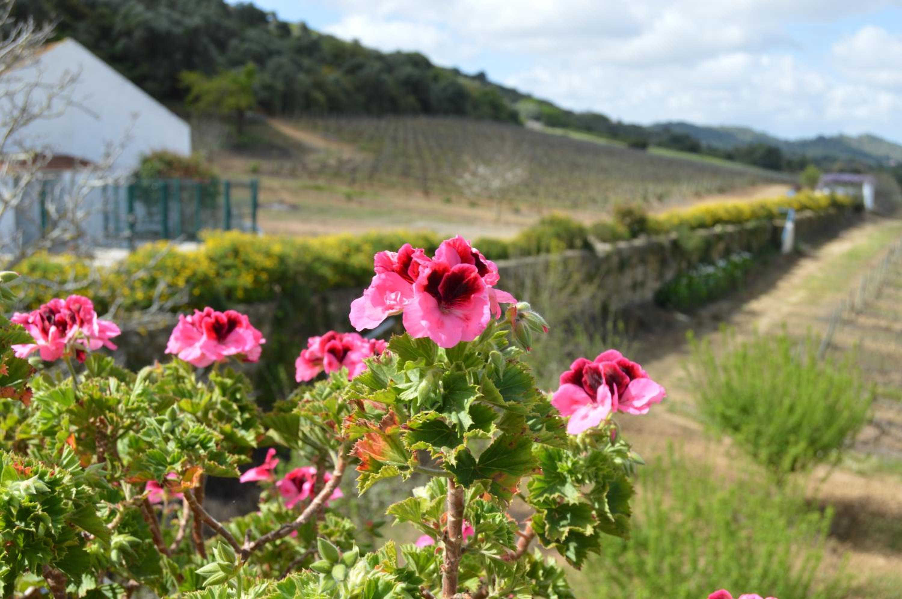 Quinta do Piloto, photo 43