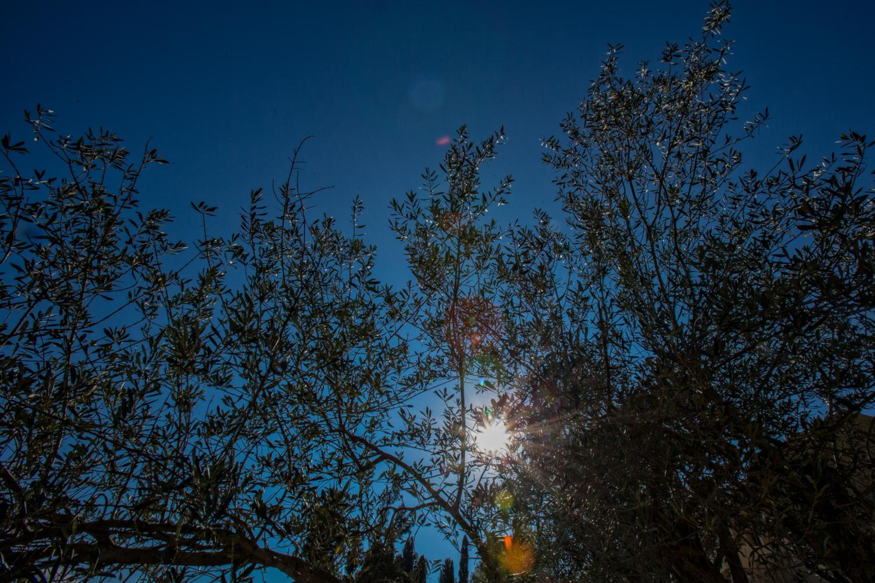 Photo 48