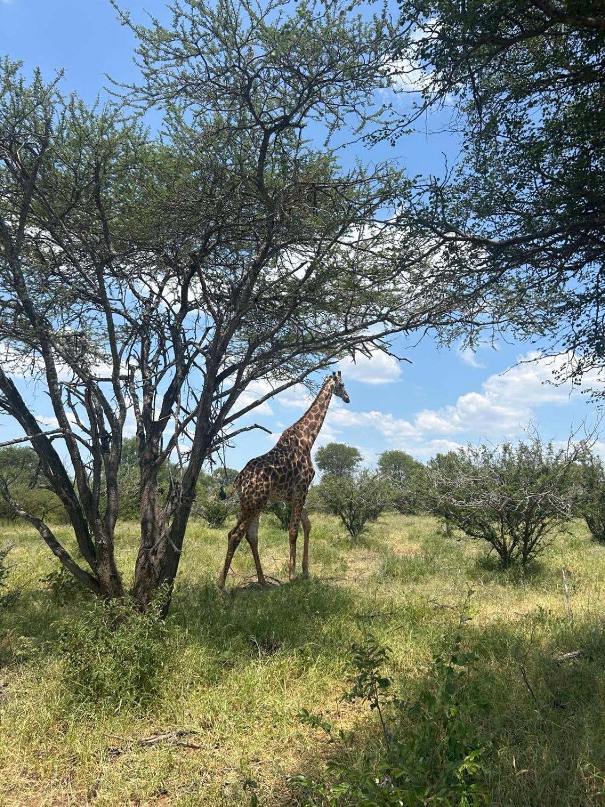 Villa White Lion - Luxurious Villa nearby Kruger