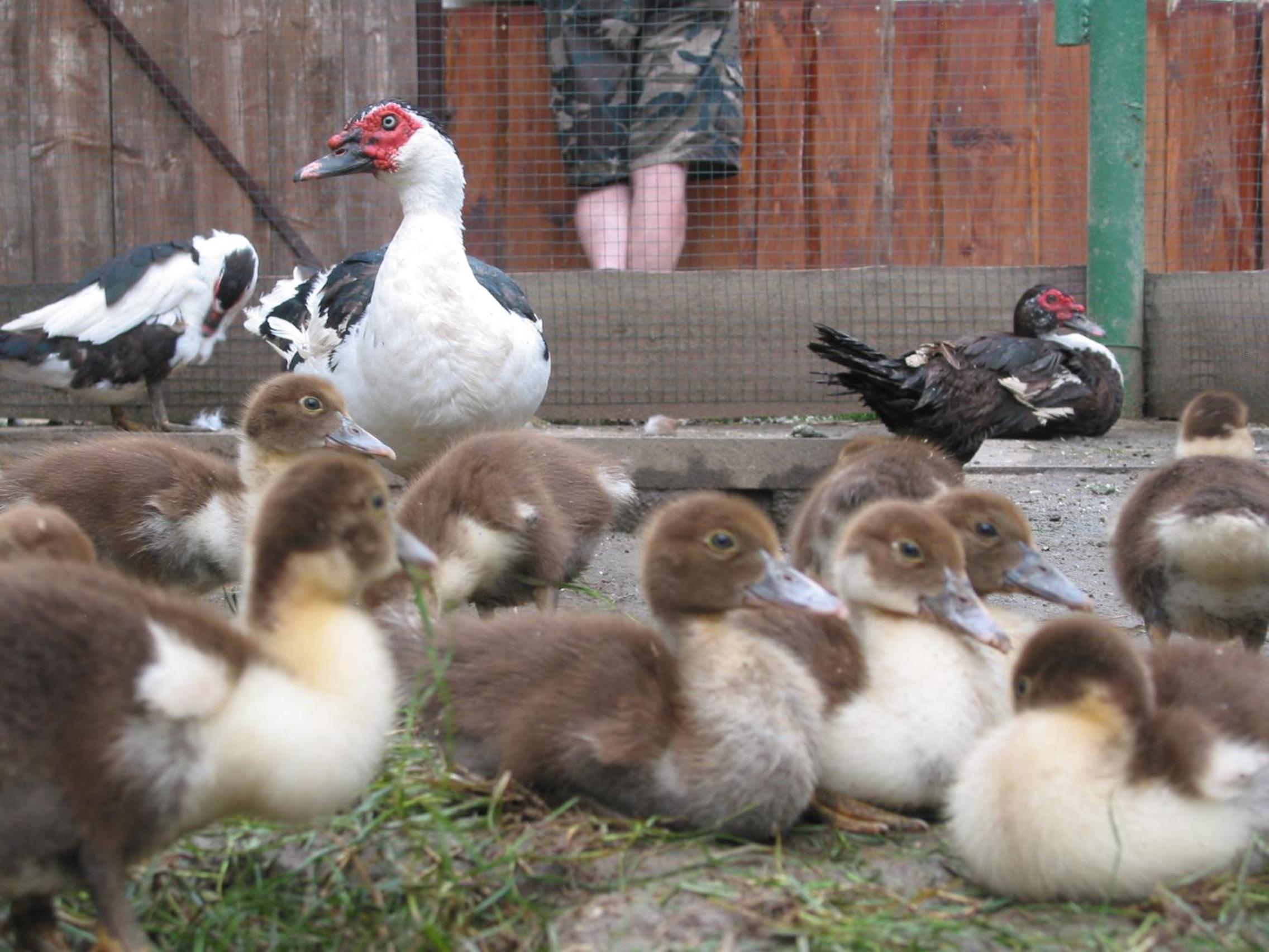 ZOOPARK Zelčín