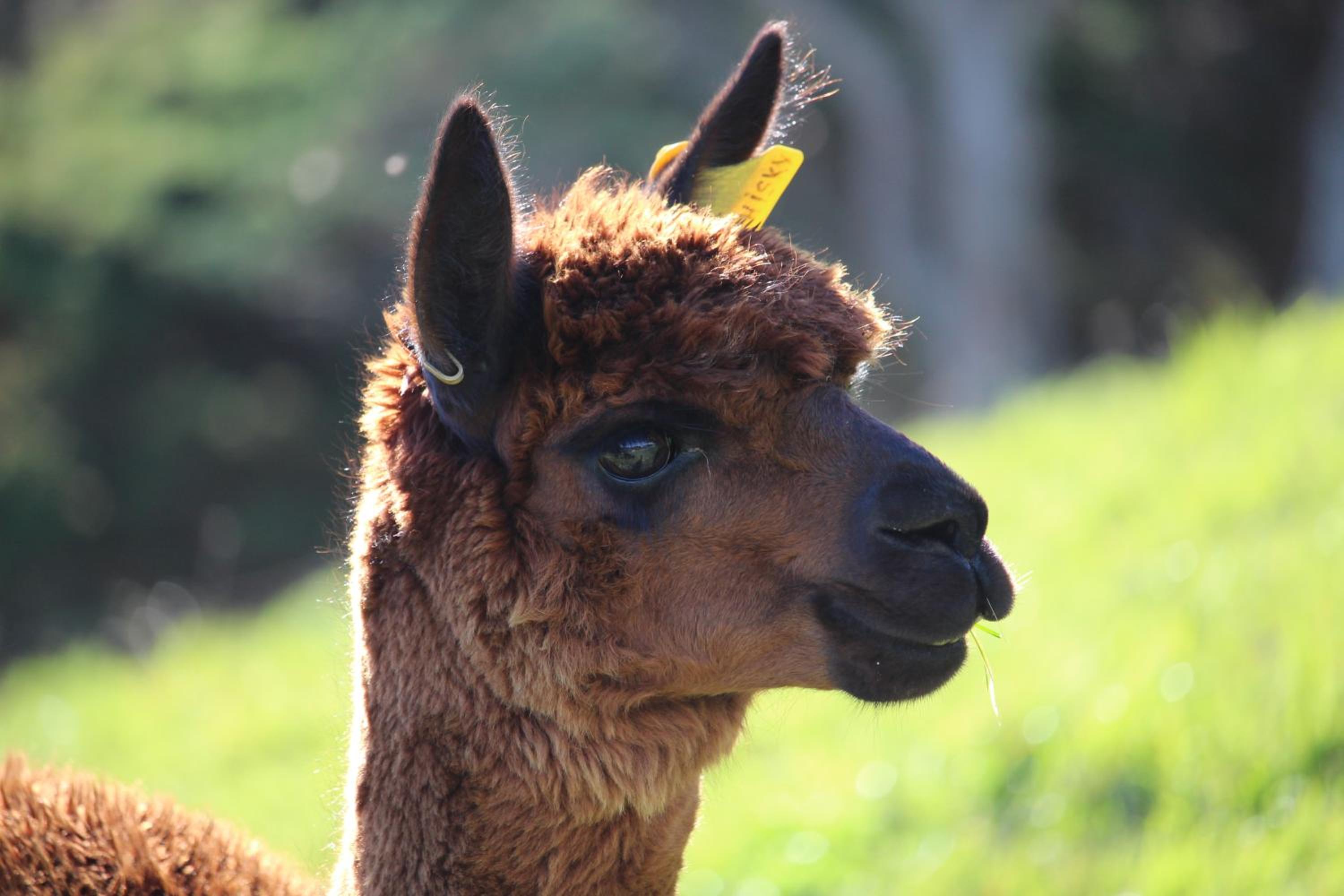 Pukeatua Farmstay