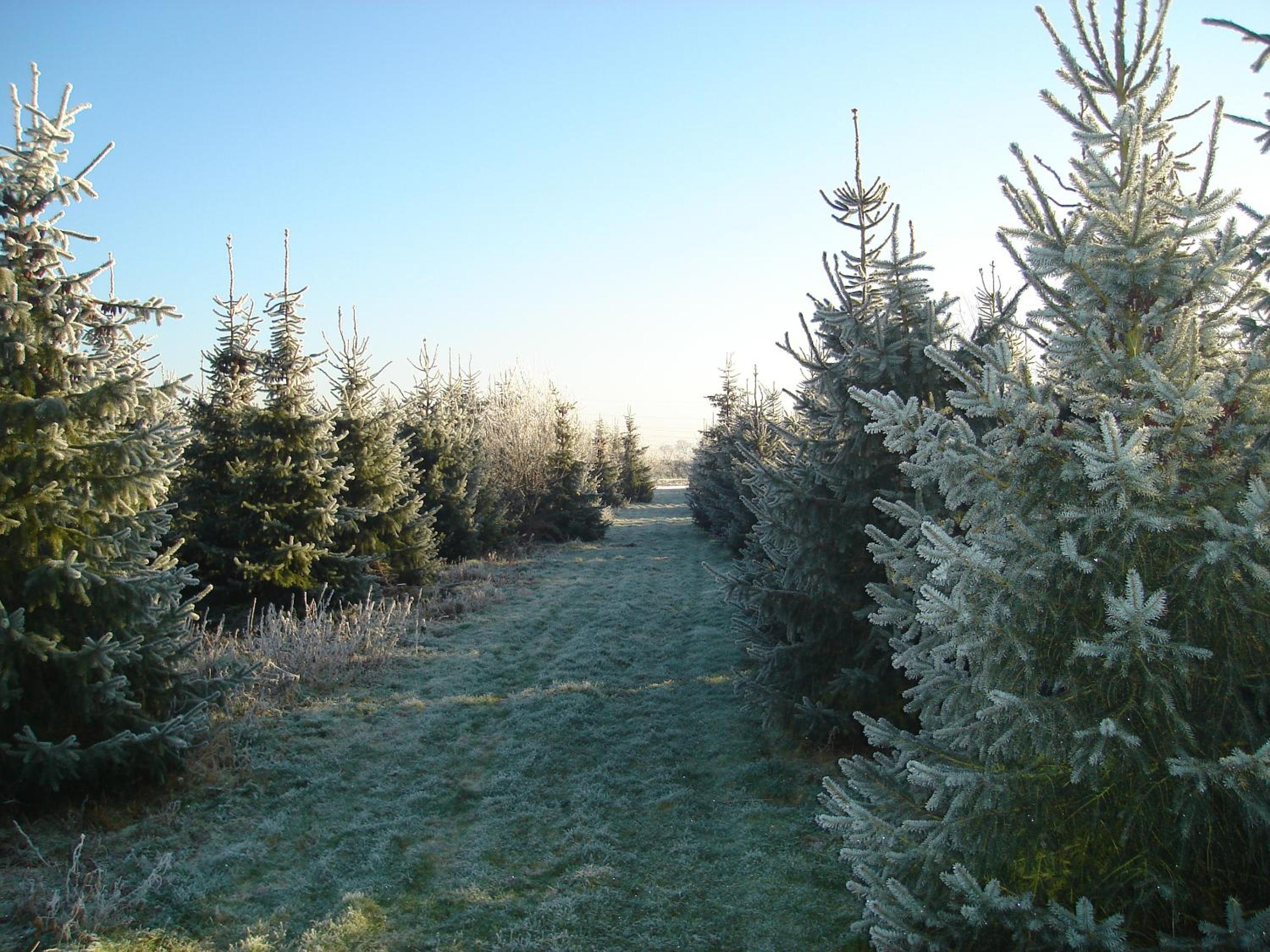 Photo 51
