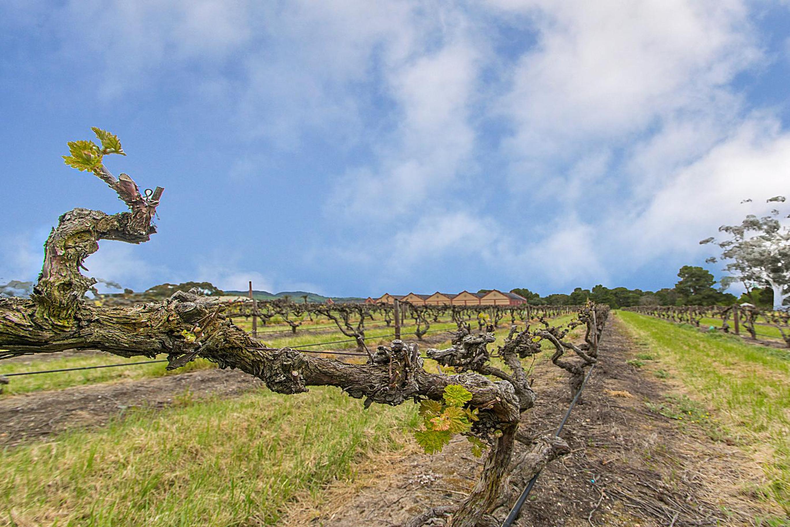 Barossa Vineyard Guesthouse