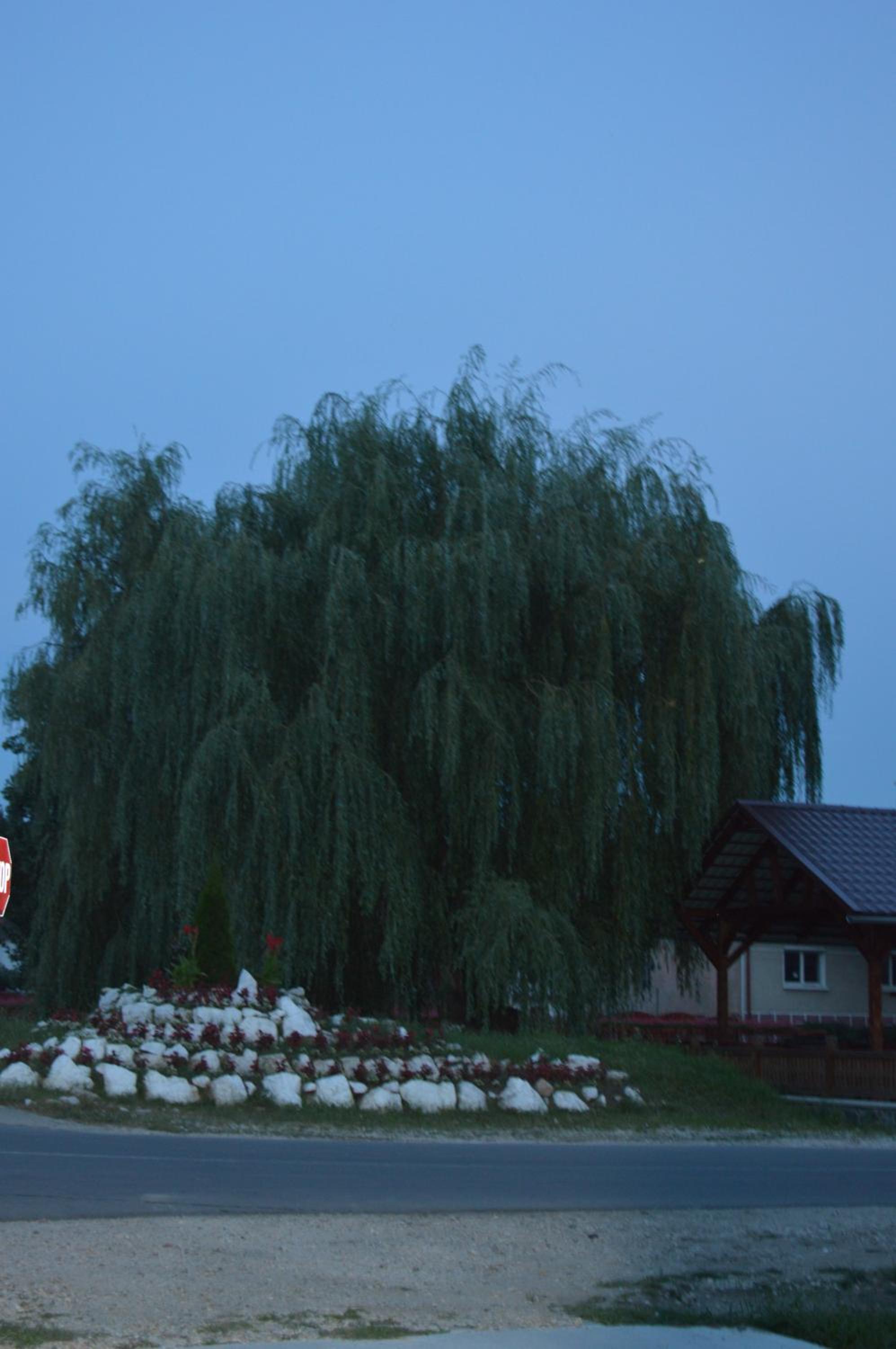 Photo 6