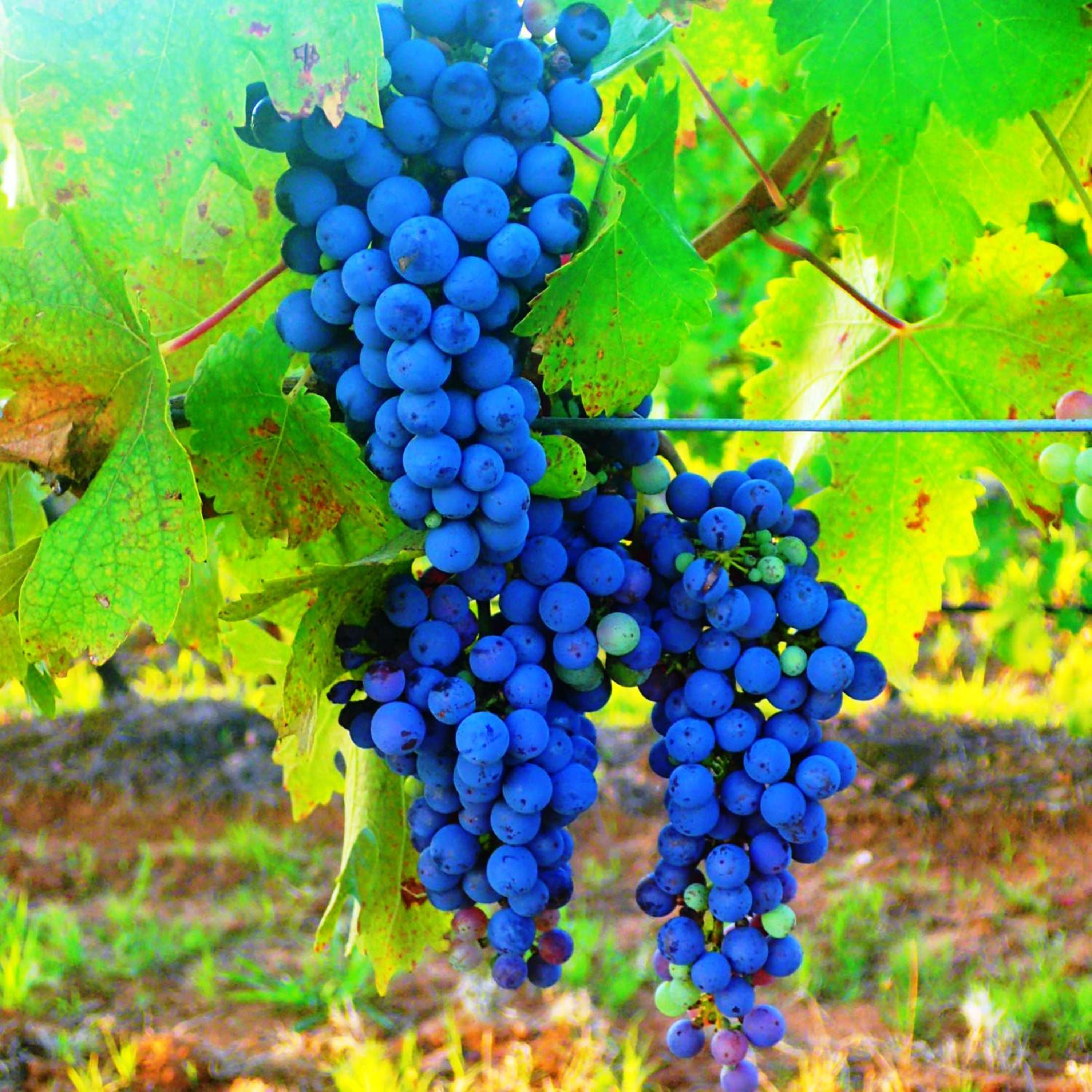 Red Door Collective - RDC Vineyard Estate, Luxury Adult Only Stay