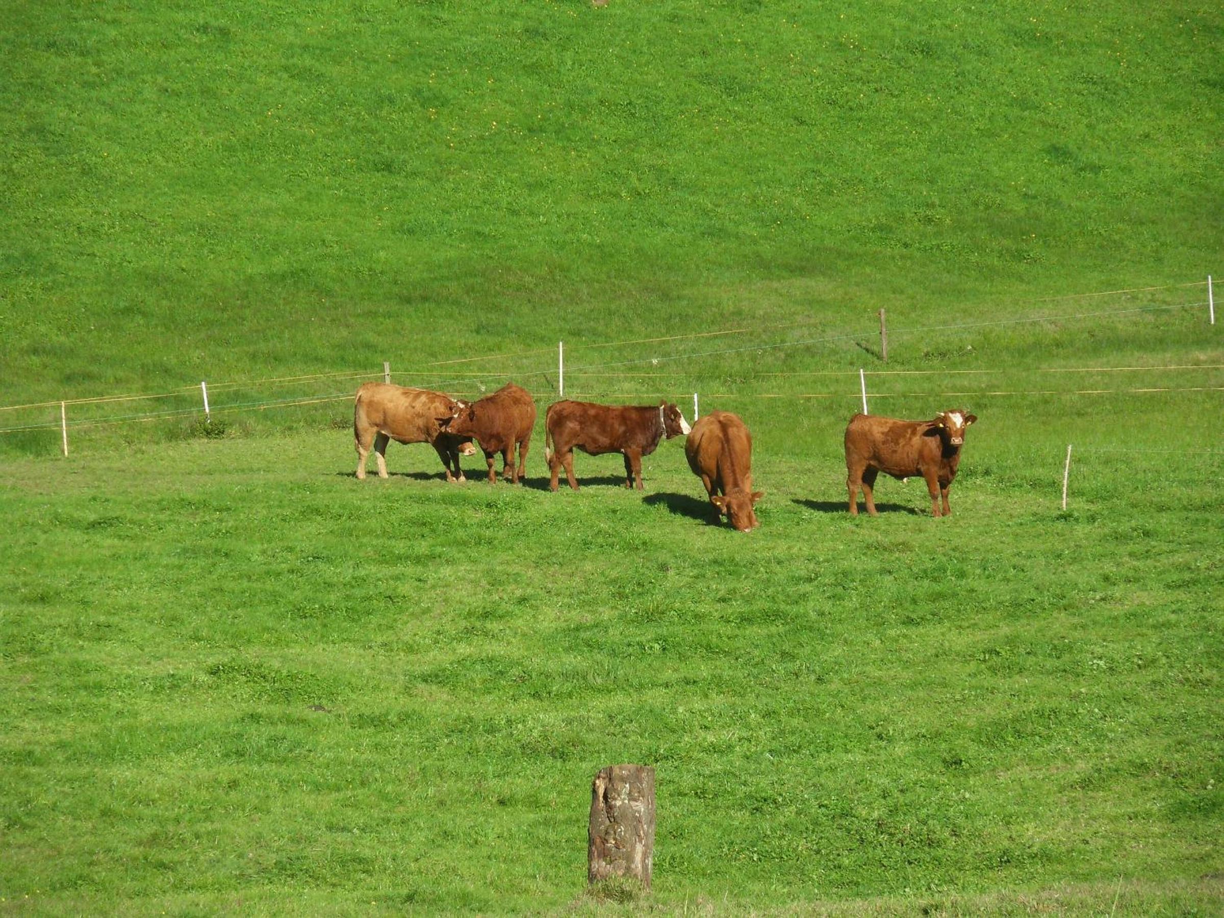 Stockerhof view 3