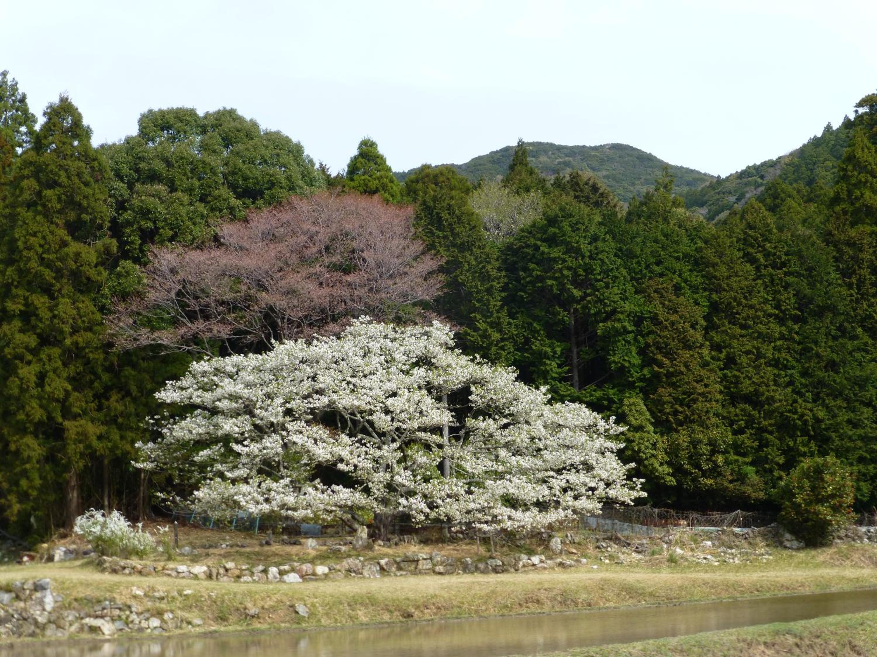 Tabinoyado Ushionoakari Geiboso