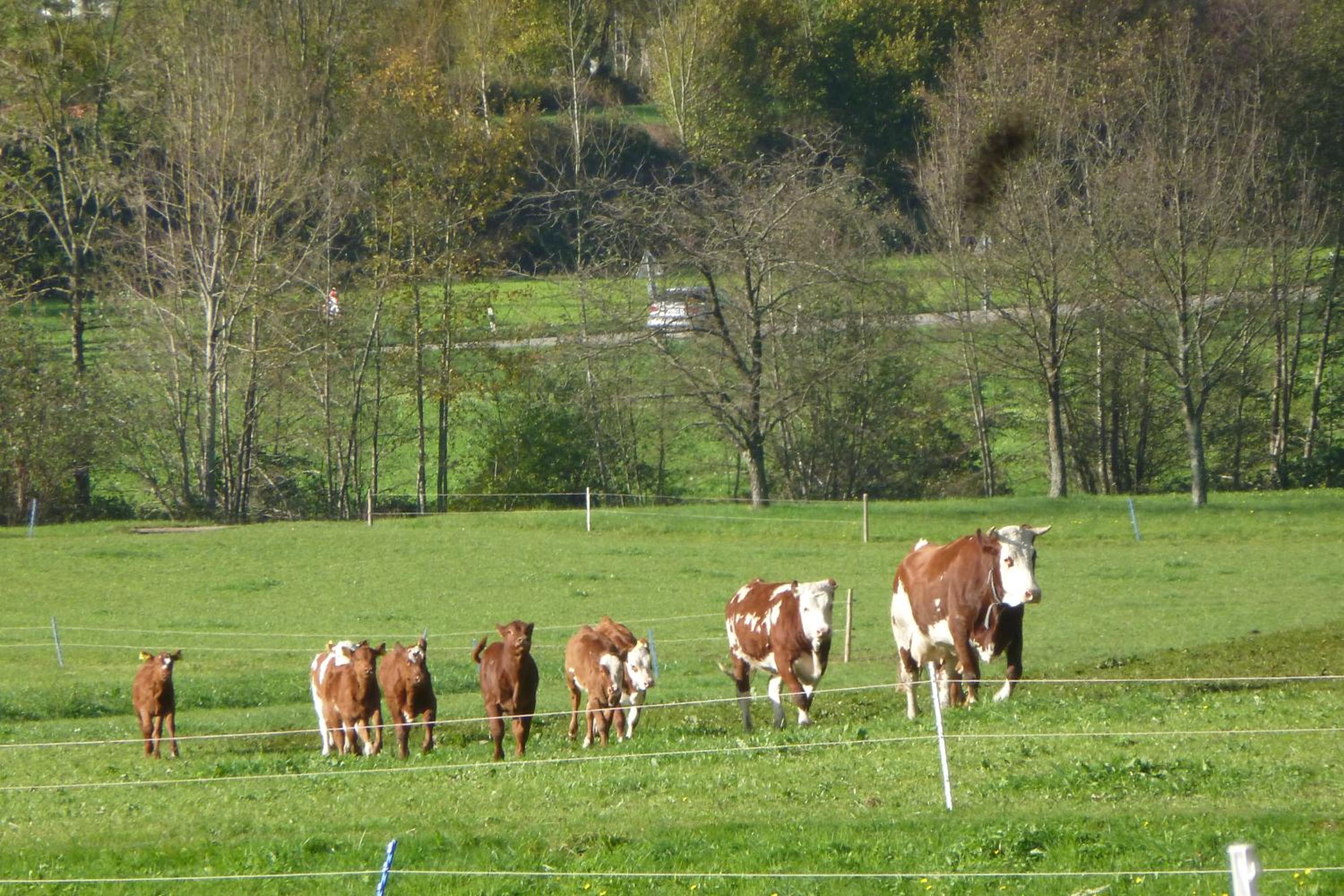 Rommelehof