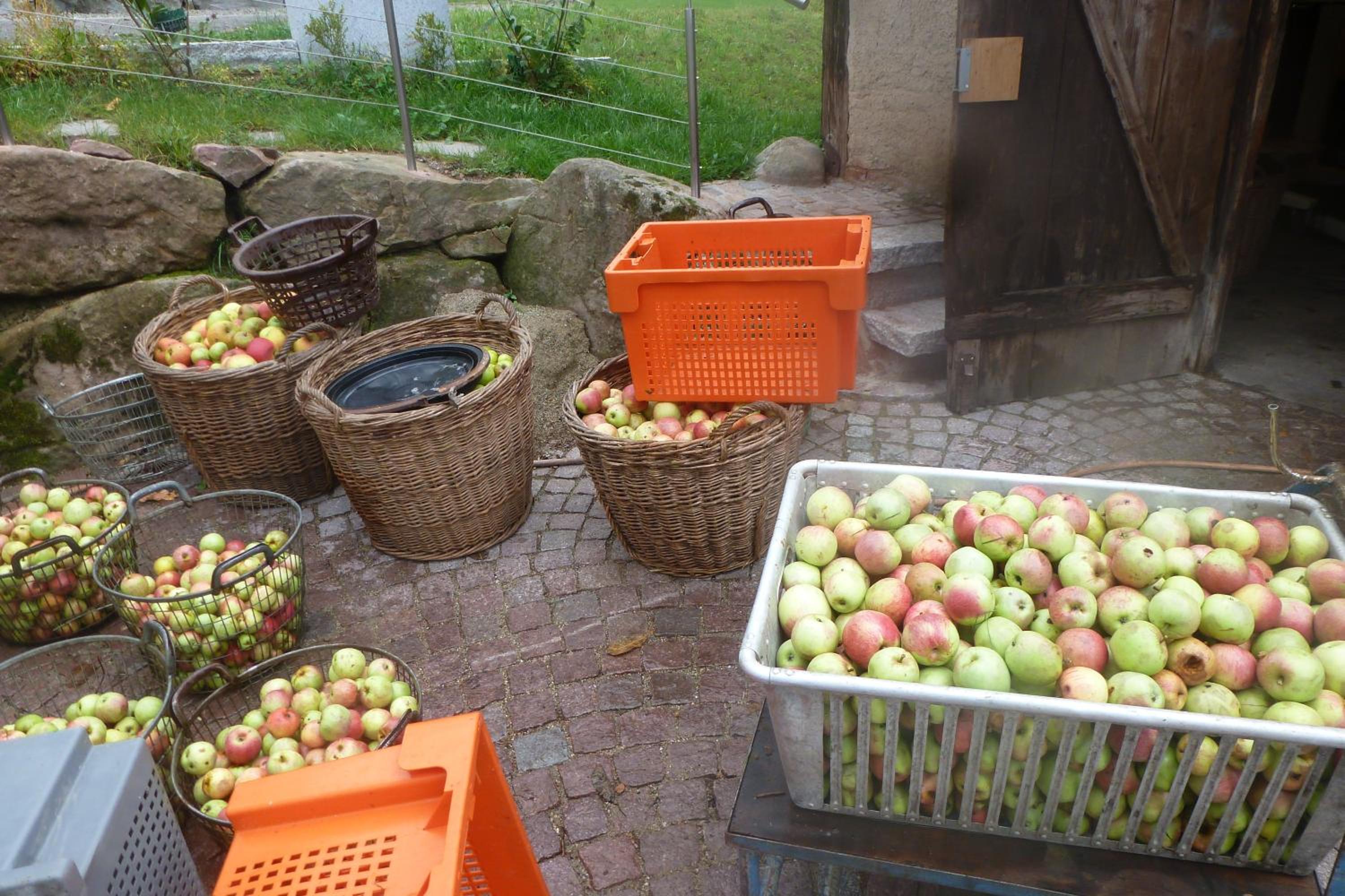 Rommelehof