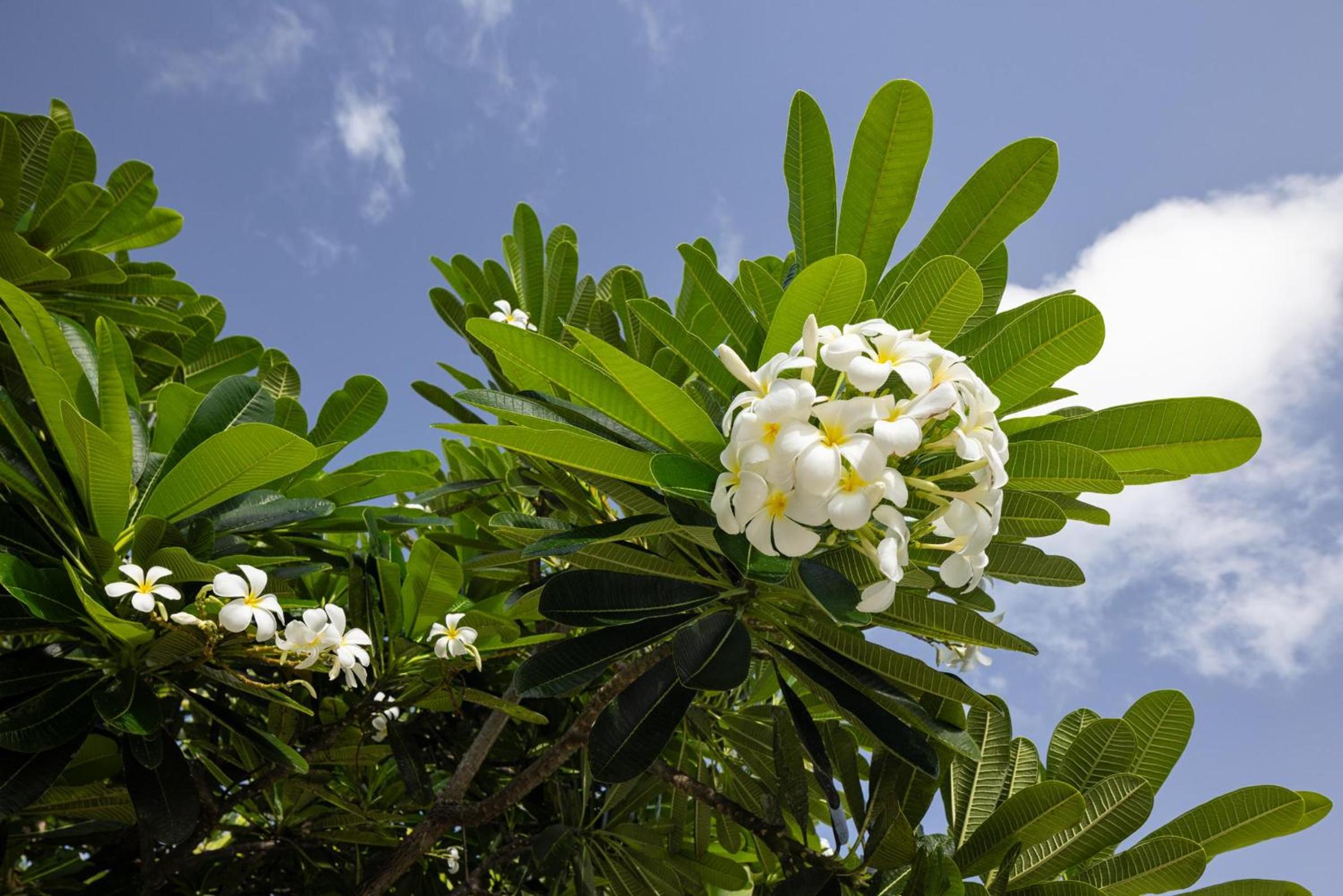 Sandals Grenada All Inclusive - Couples Only - Photo 153