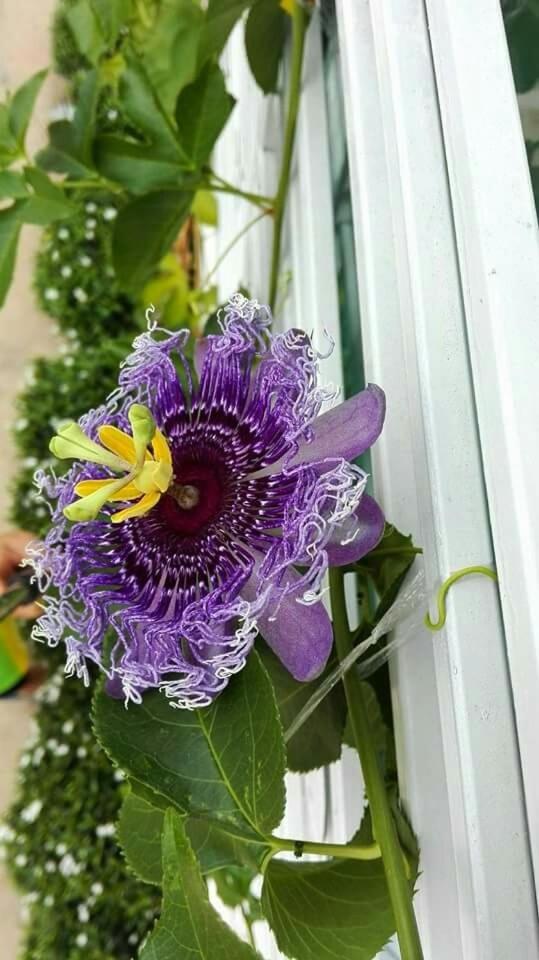 Lampang Lanna Home