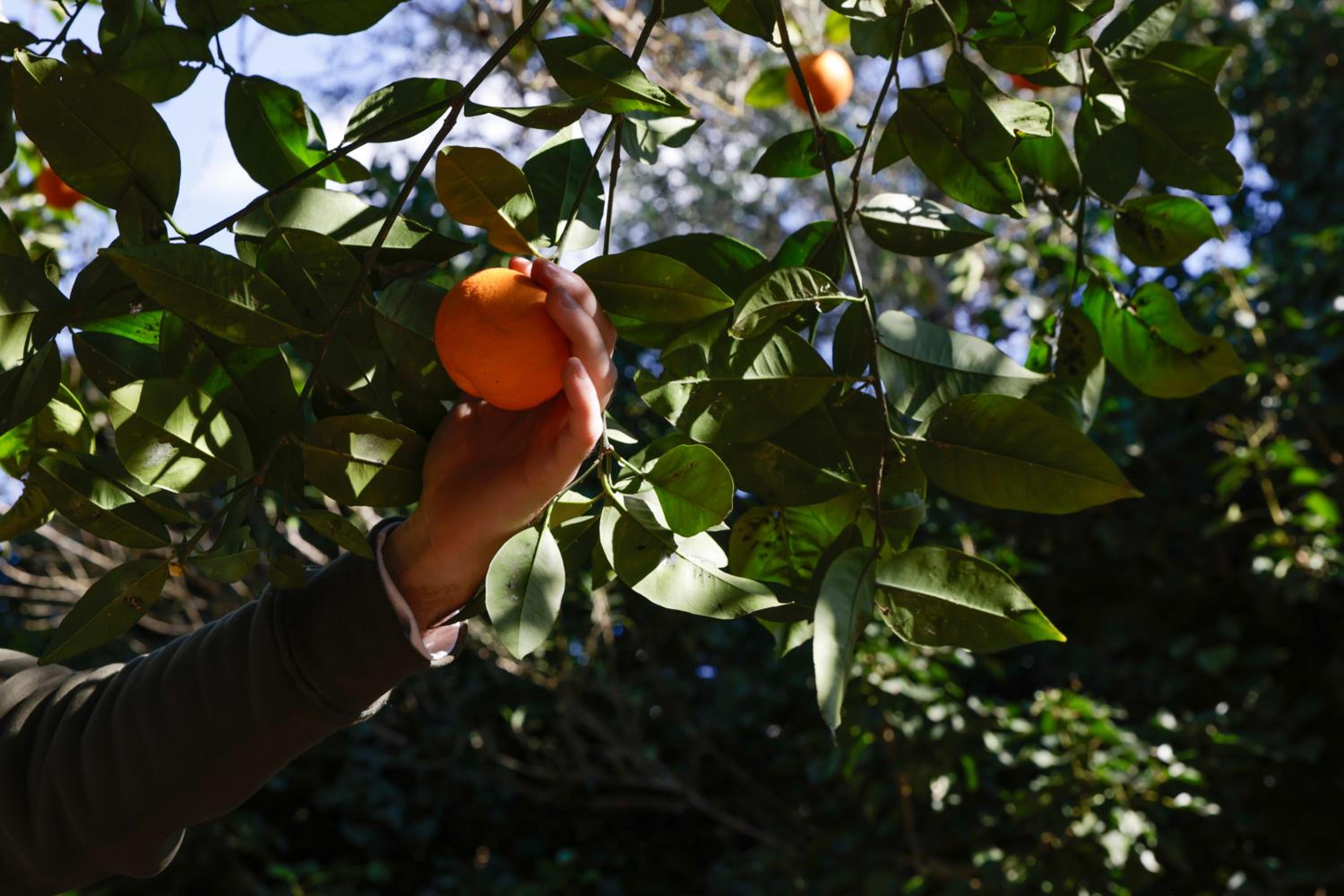 Agroturismo Finca Son Pieras