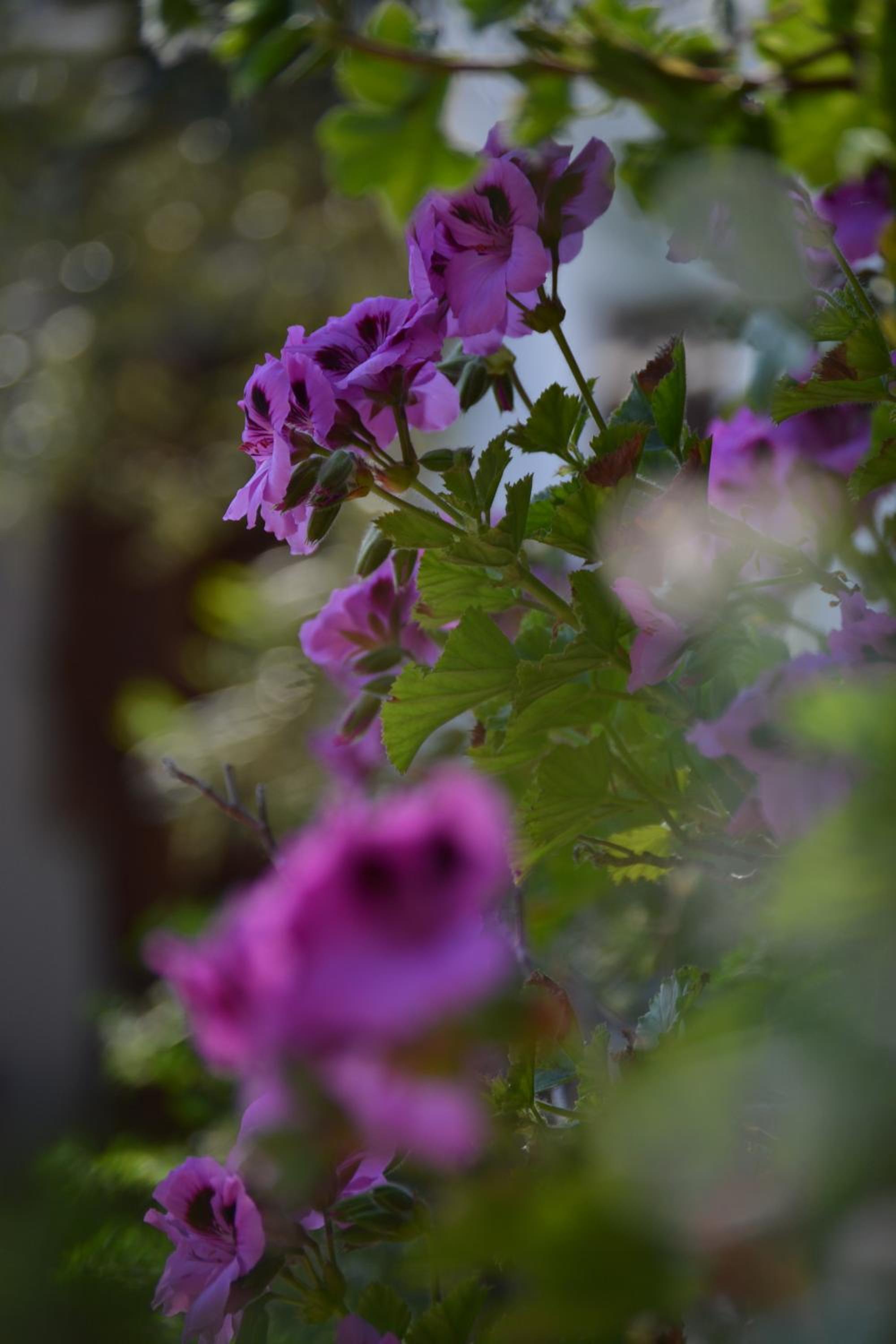Photo 50