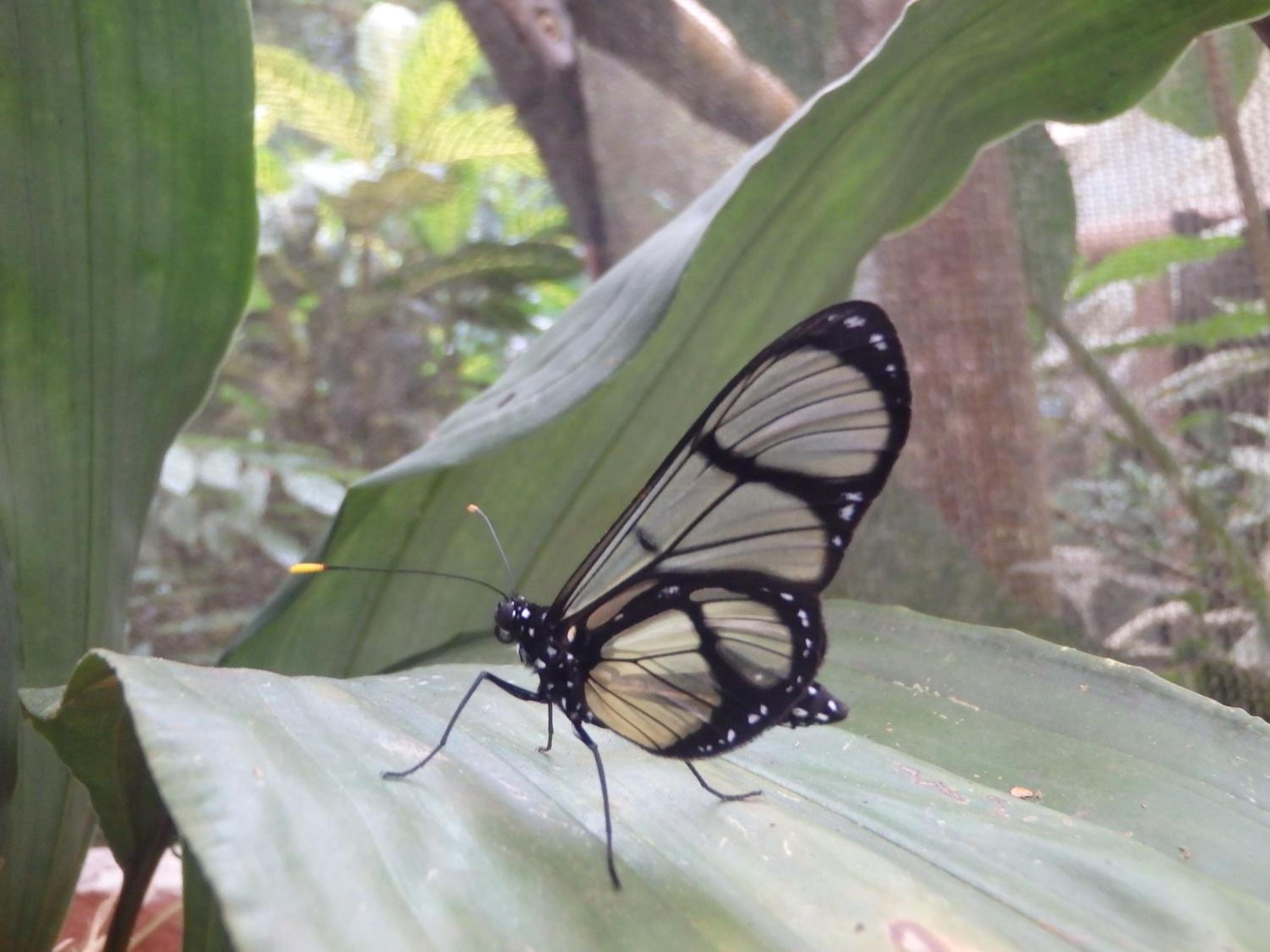 Biohostal Mindo Cloud Forest