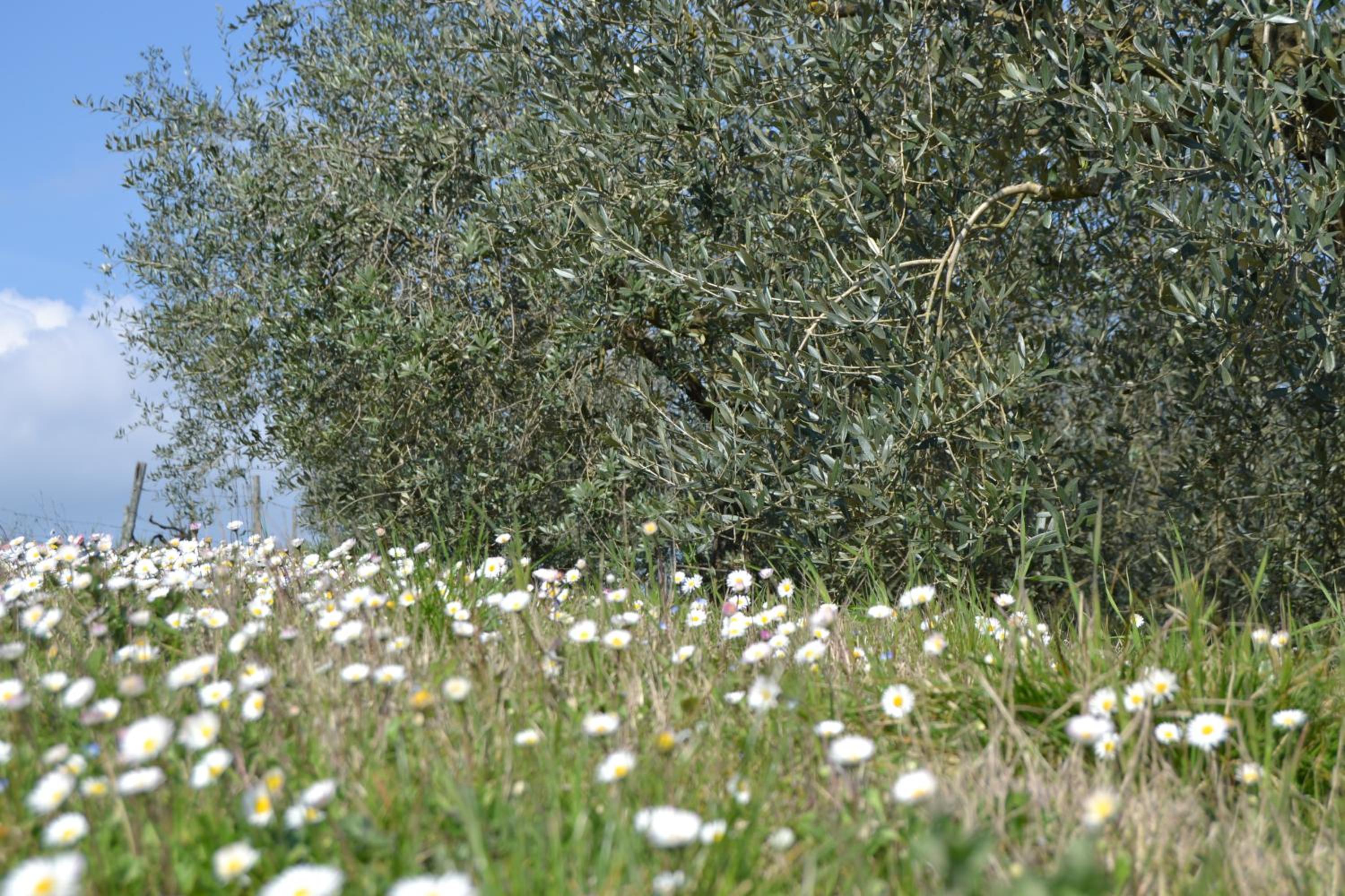 Photo 39