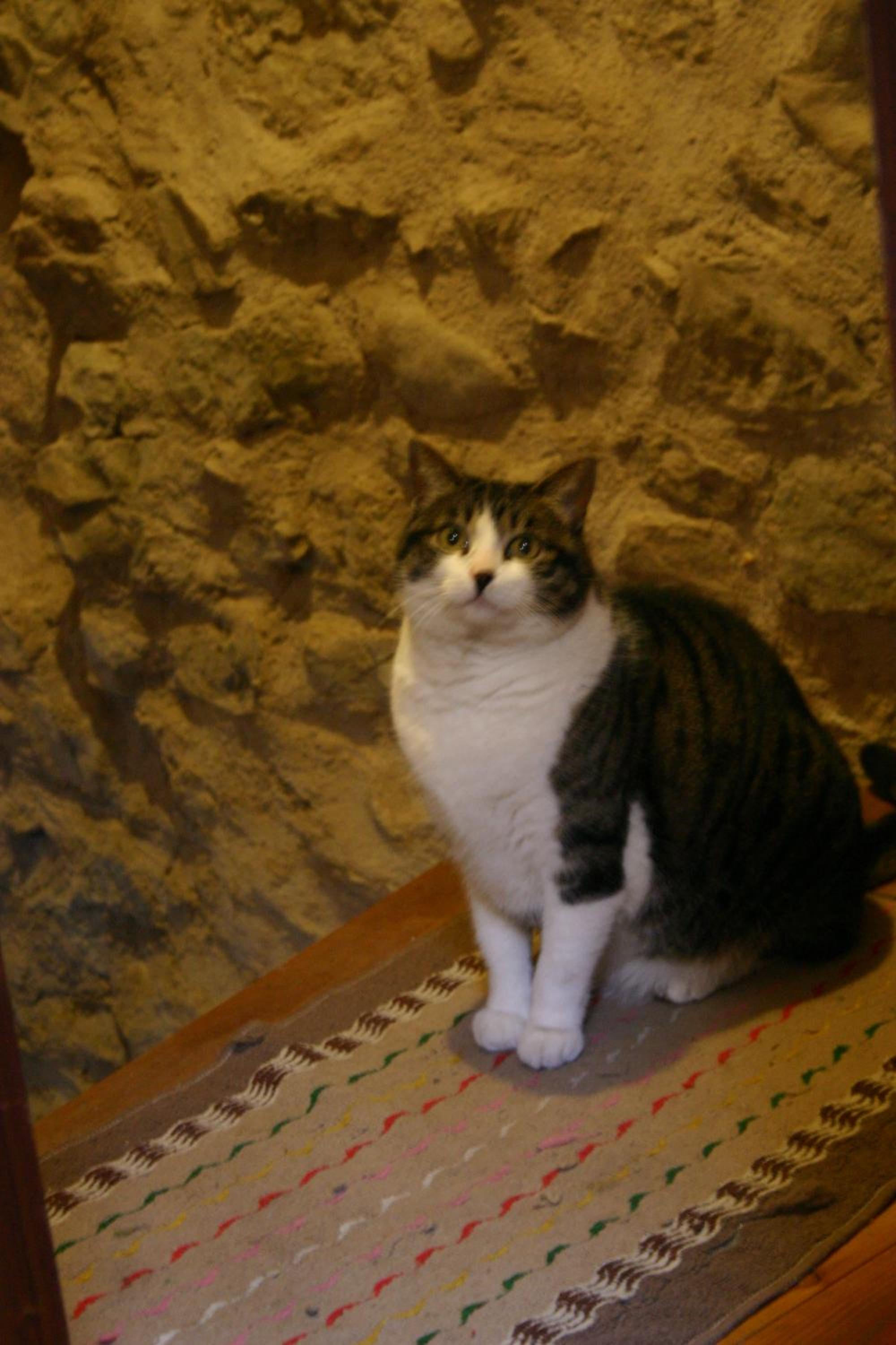 Photo 10