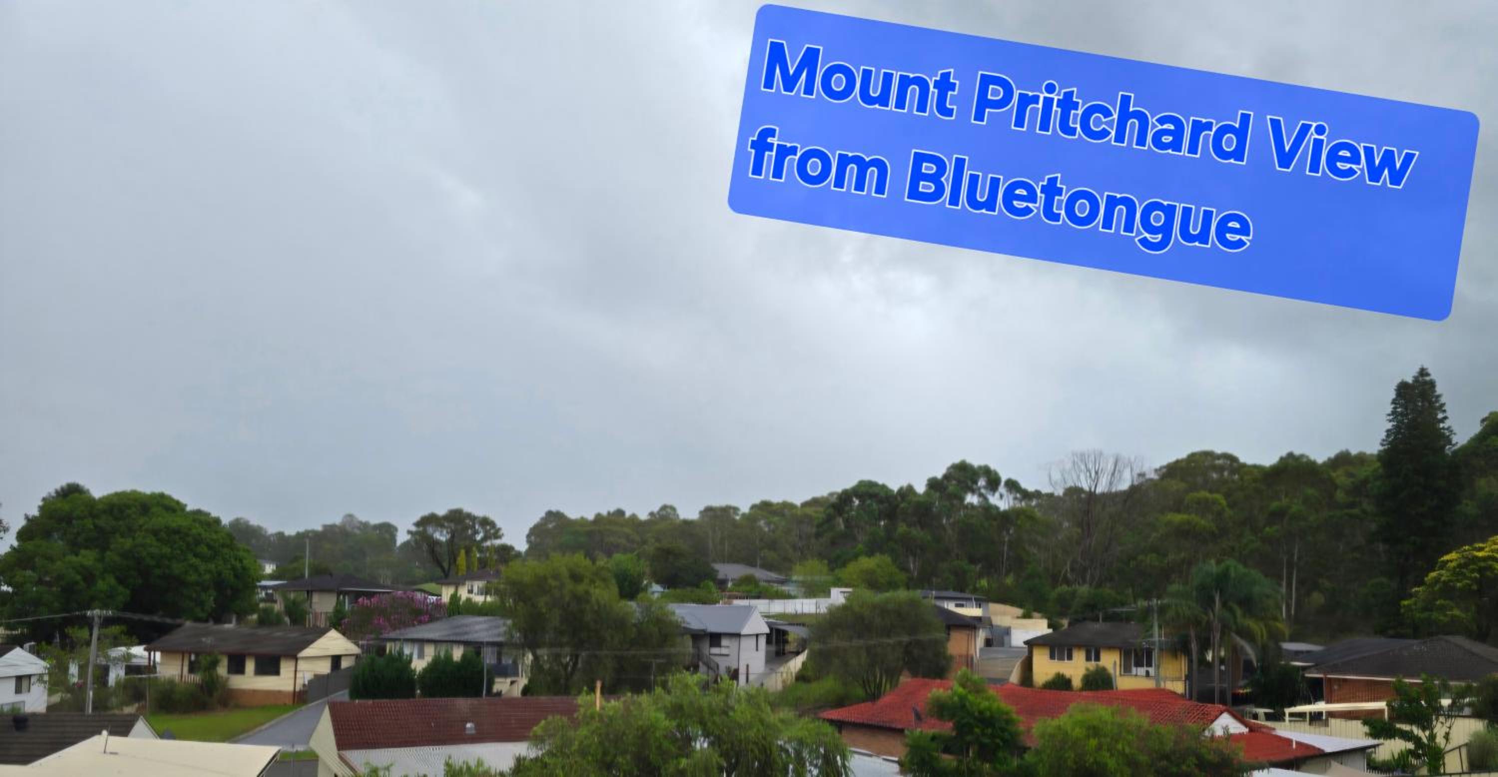 Bluetongue Hideout
