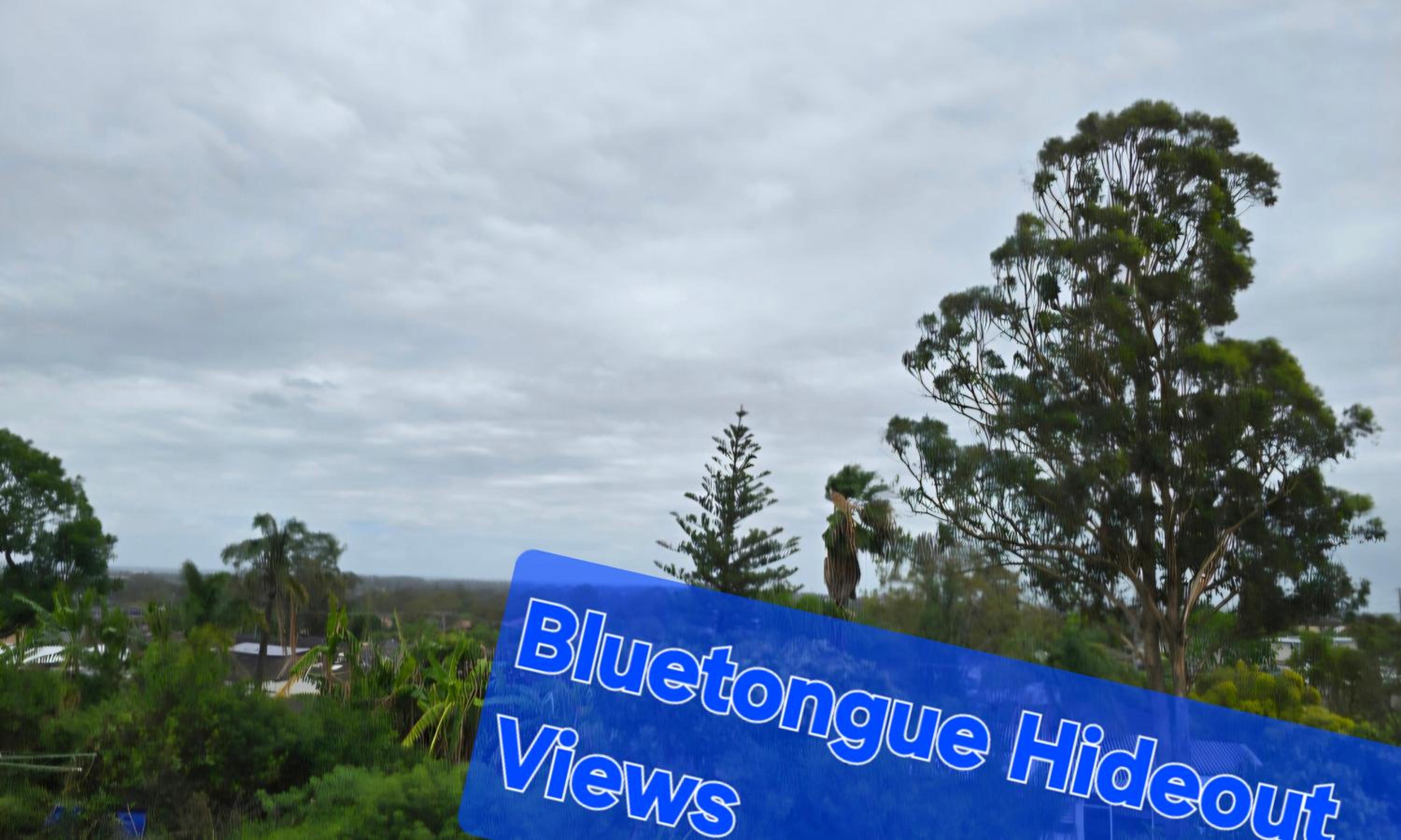 Bluetongue Hideout