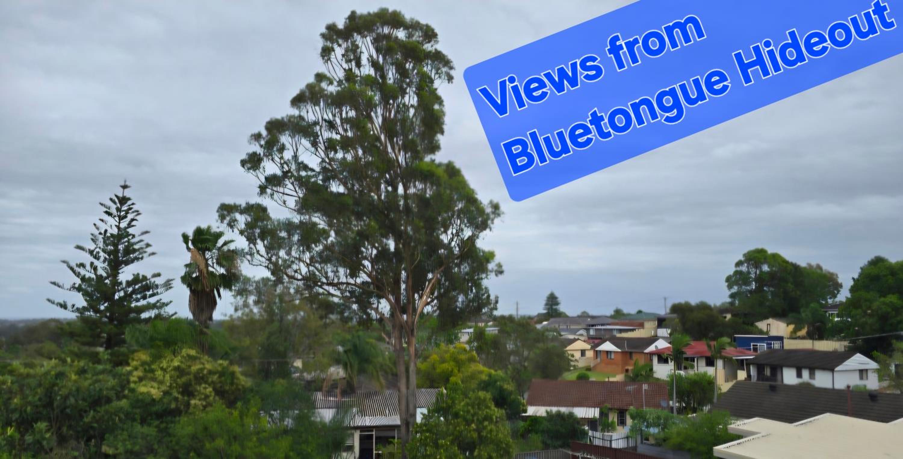 Bluetongue Hideout