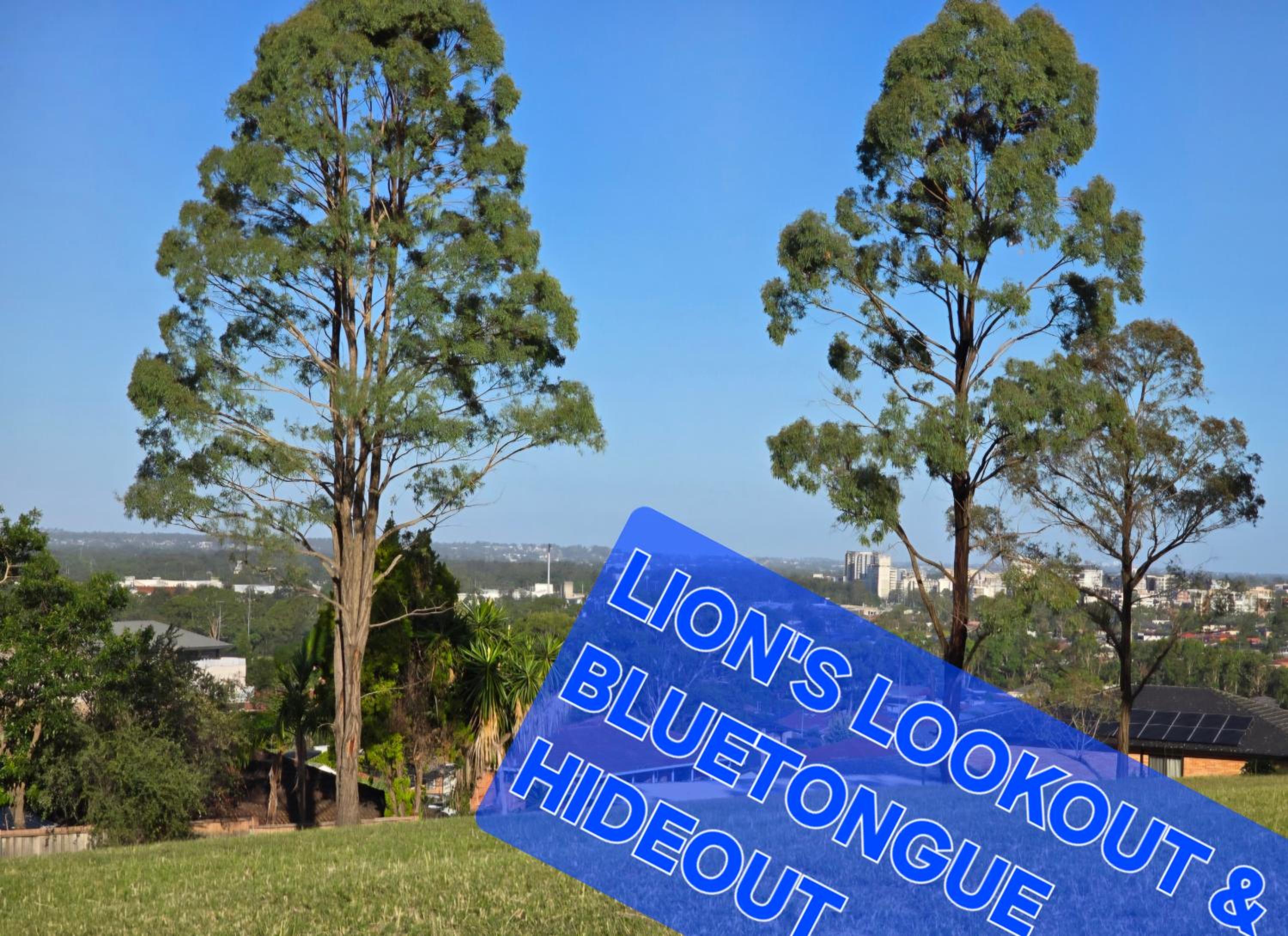 Bluetongue Hideout