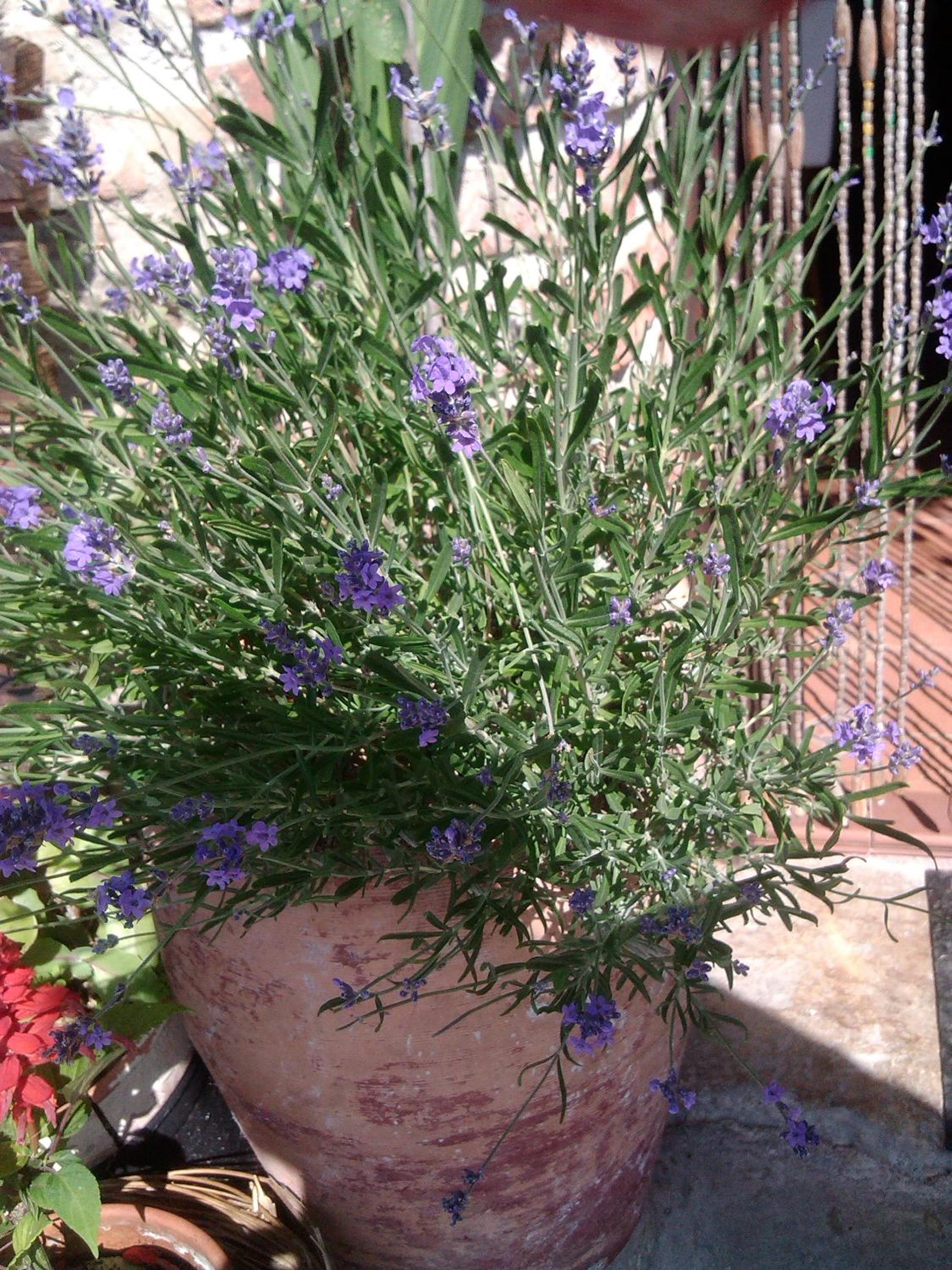 Photo 42