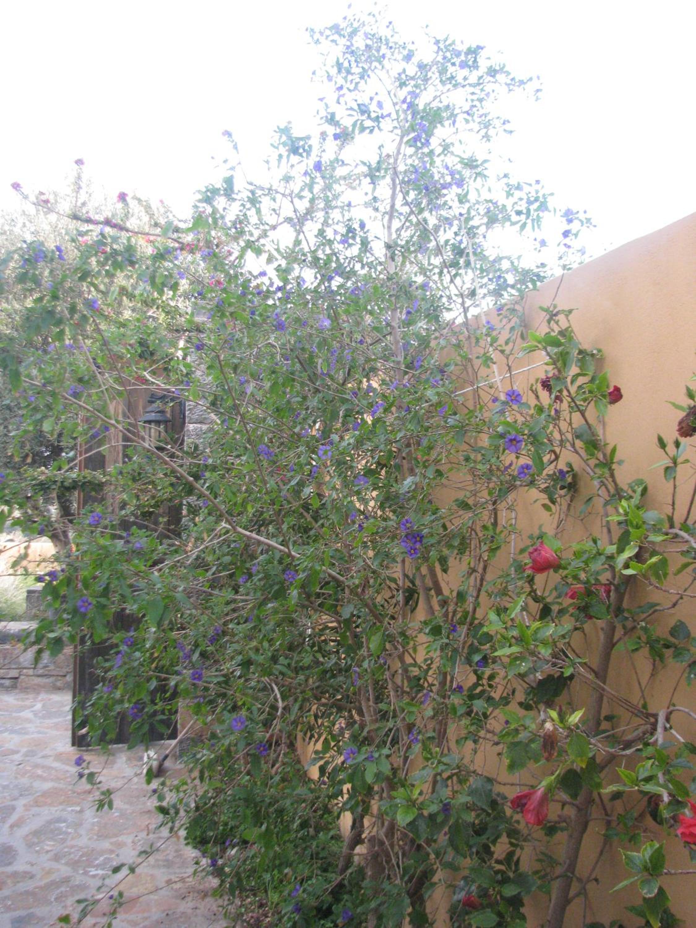 Paradise Villa