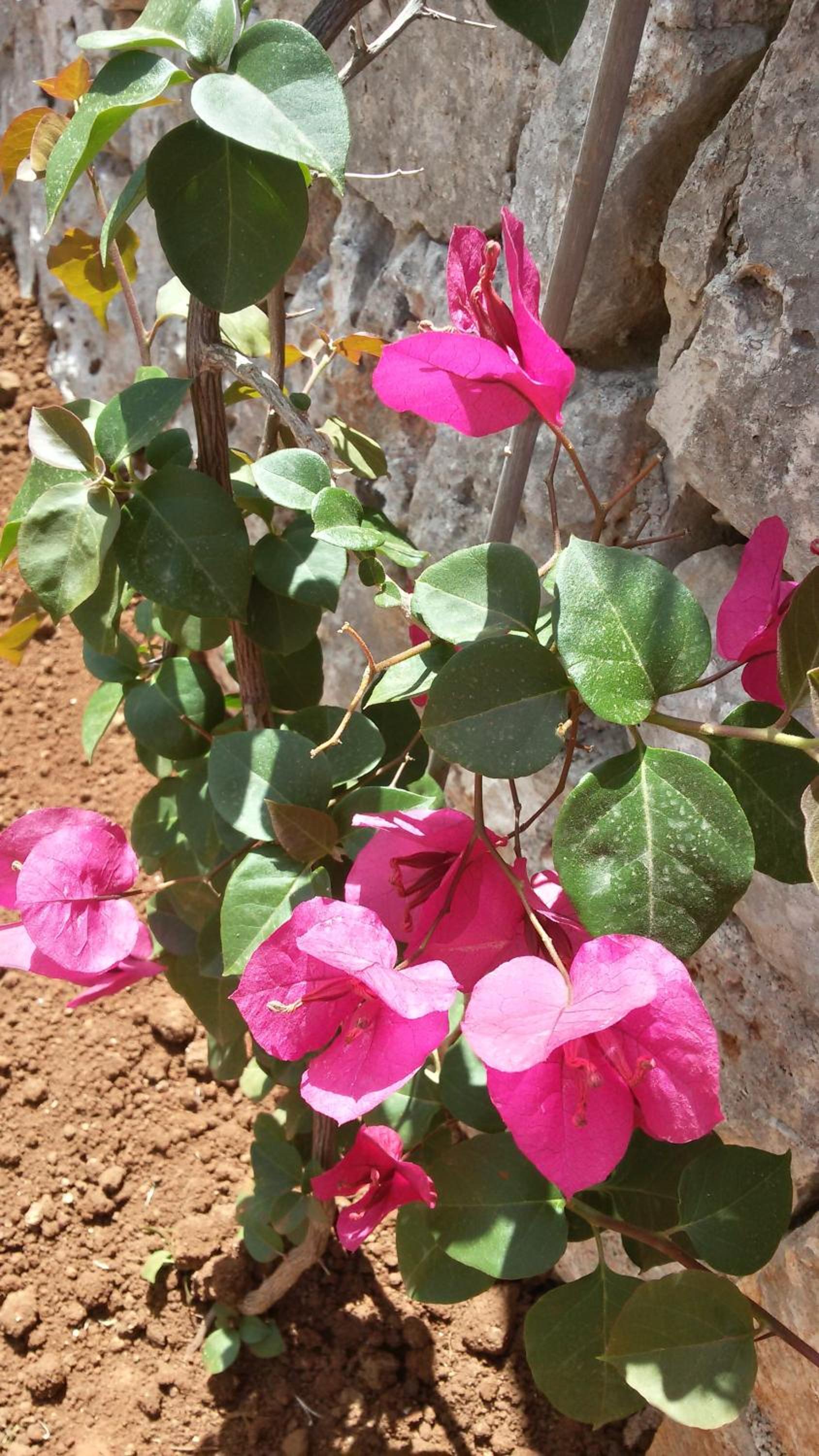 Masseria Tolla
