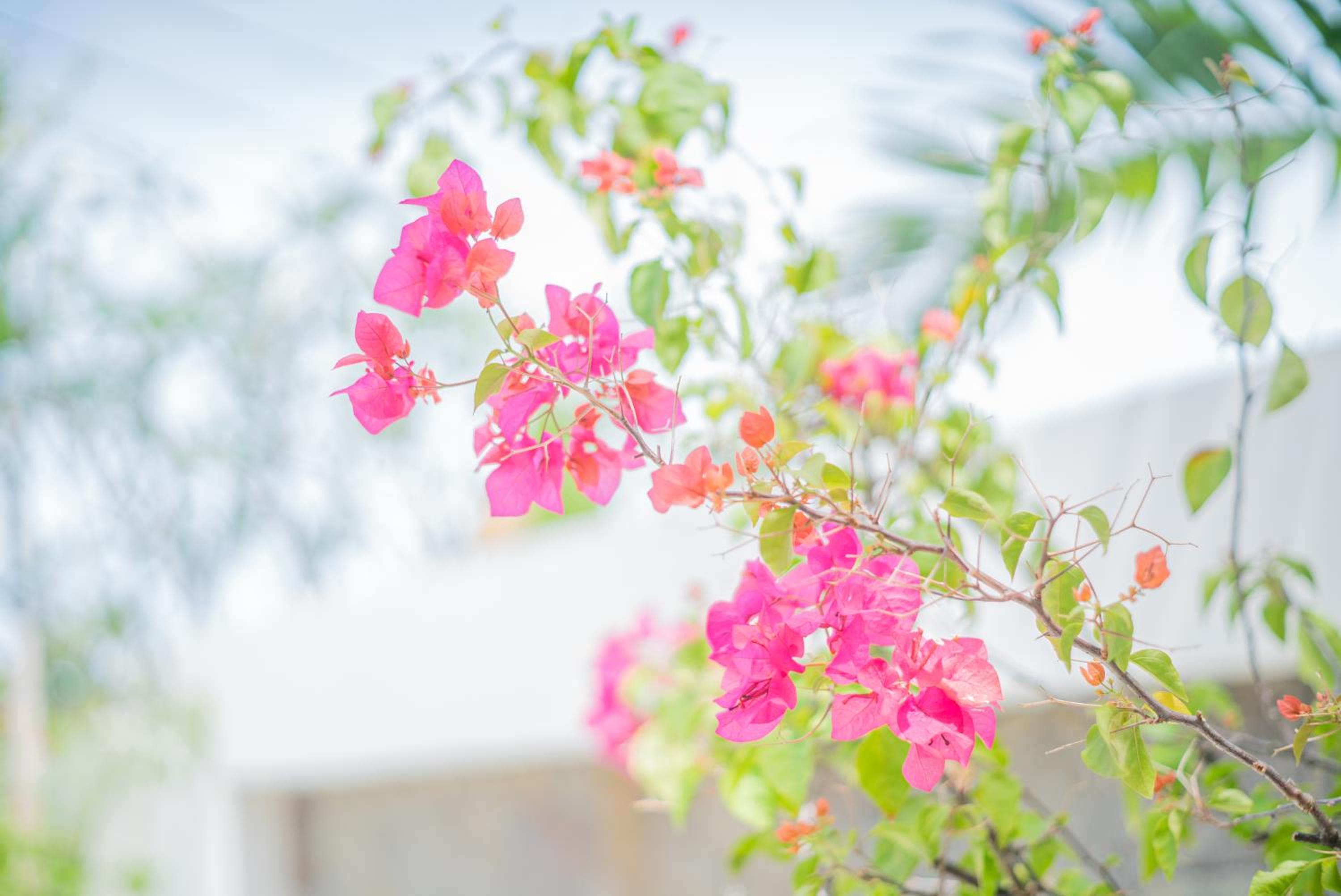 Casa Luna - 4BR villa near Canggu