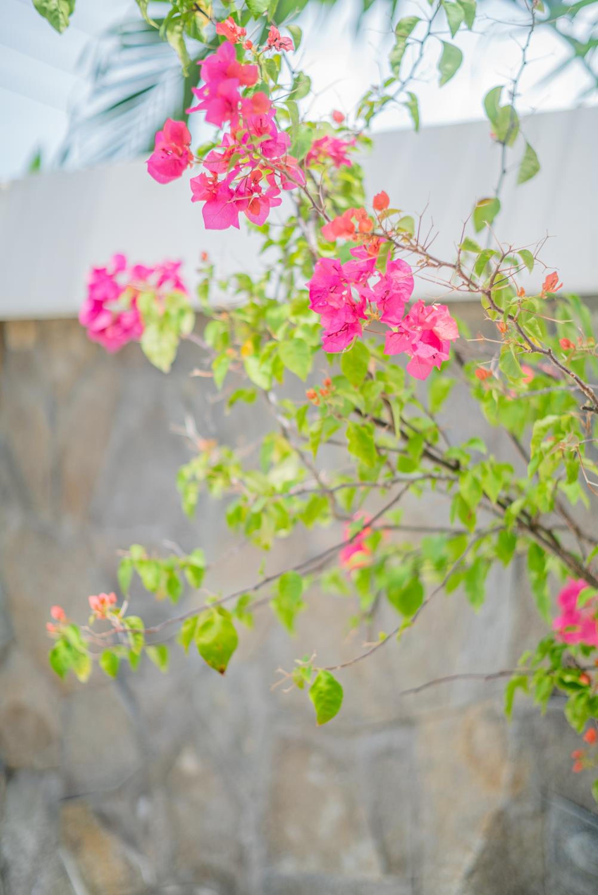 Casa Luna - 4BR villa near Canggu