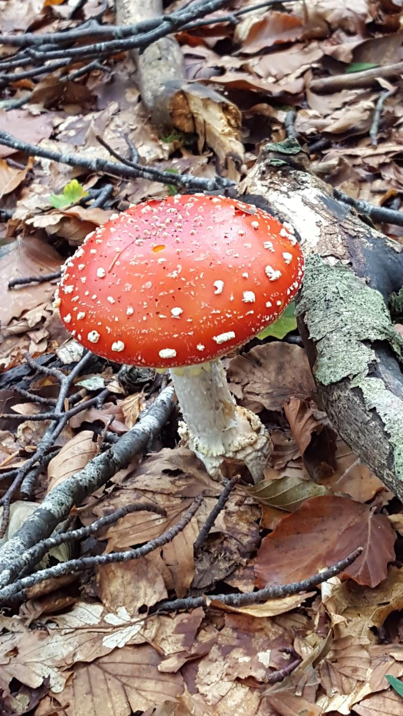 La Castagna Matta