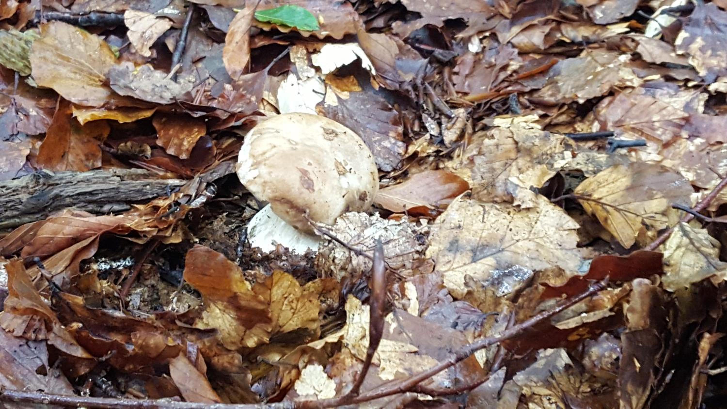 La Castagna Matta