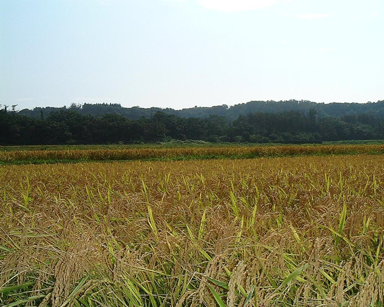 Nanauraso